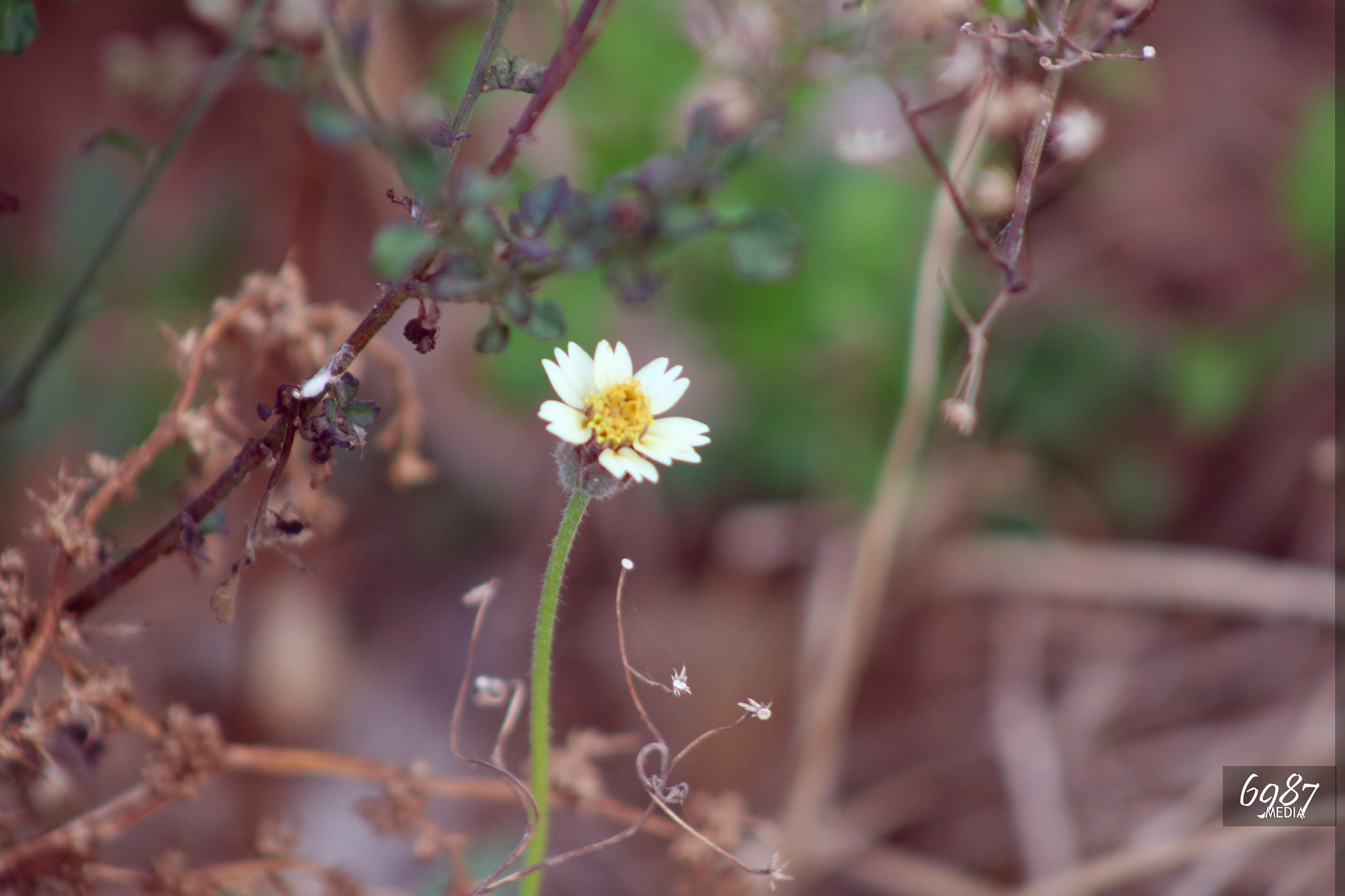 Canon EOS 750D (EOS Rebel T6i / EOS Kiss X8i) + EF75-300mm f/4-5.6 sample photo. Nature photography