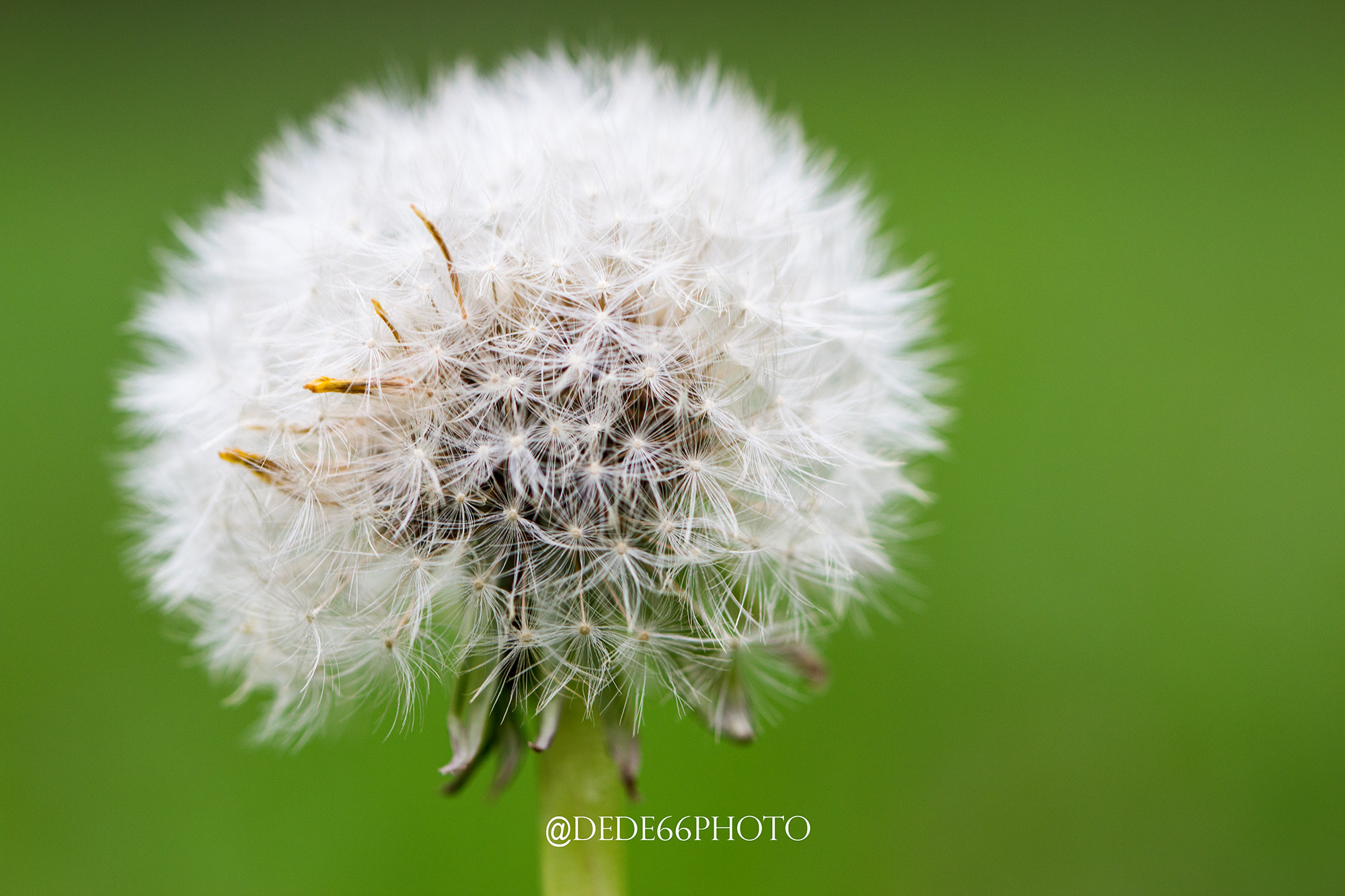 Sigma 105mm F2.8 EX DG OS HSM sample photo. Dandelion in green sauce photography