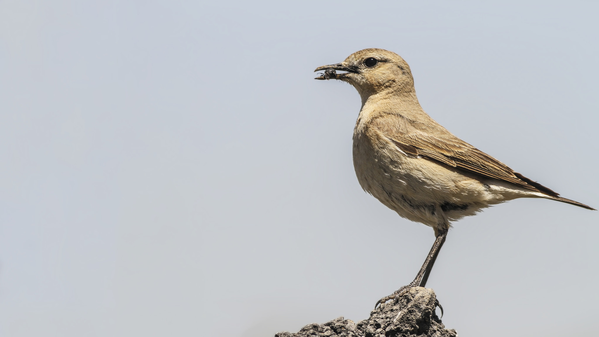 Canon EOS 7D + Canon EF 400mm F5.6L USM sample photo. Northern wheatear photography