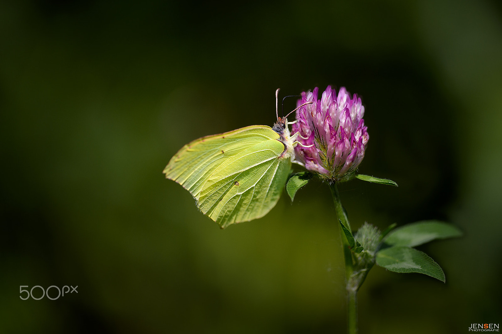 Sigma 150mm F2.8 EX DG OS Macro HSM sample photo. Common brimstone photography