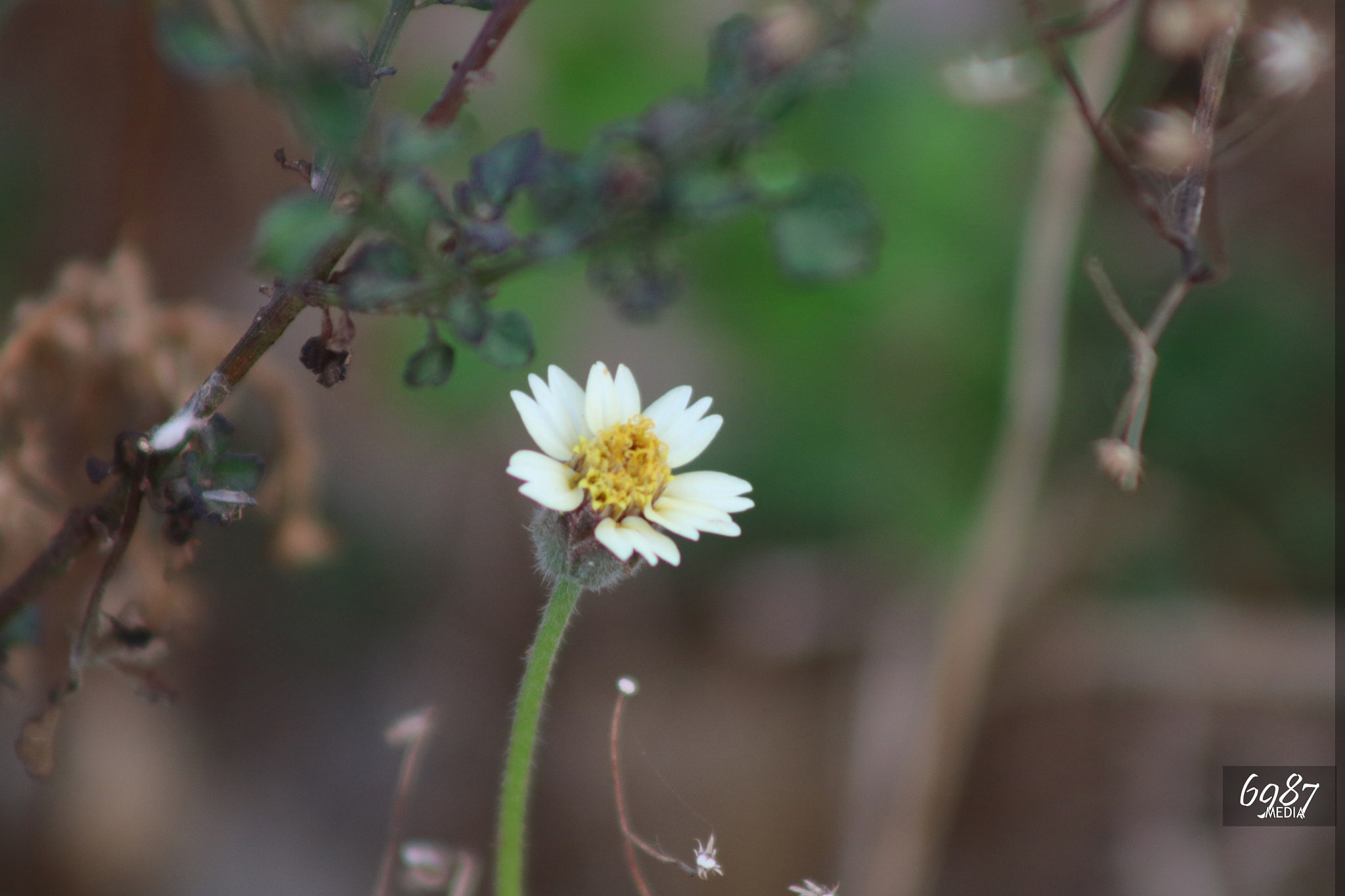 EF75-300mm f/4-5.6 sample photo