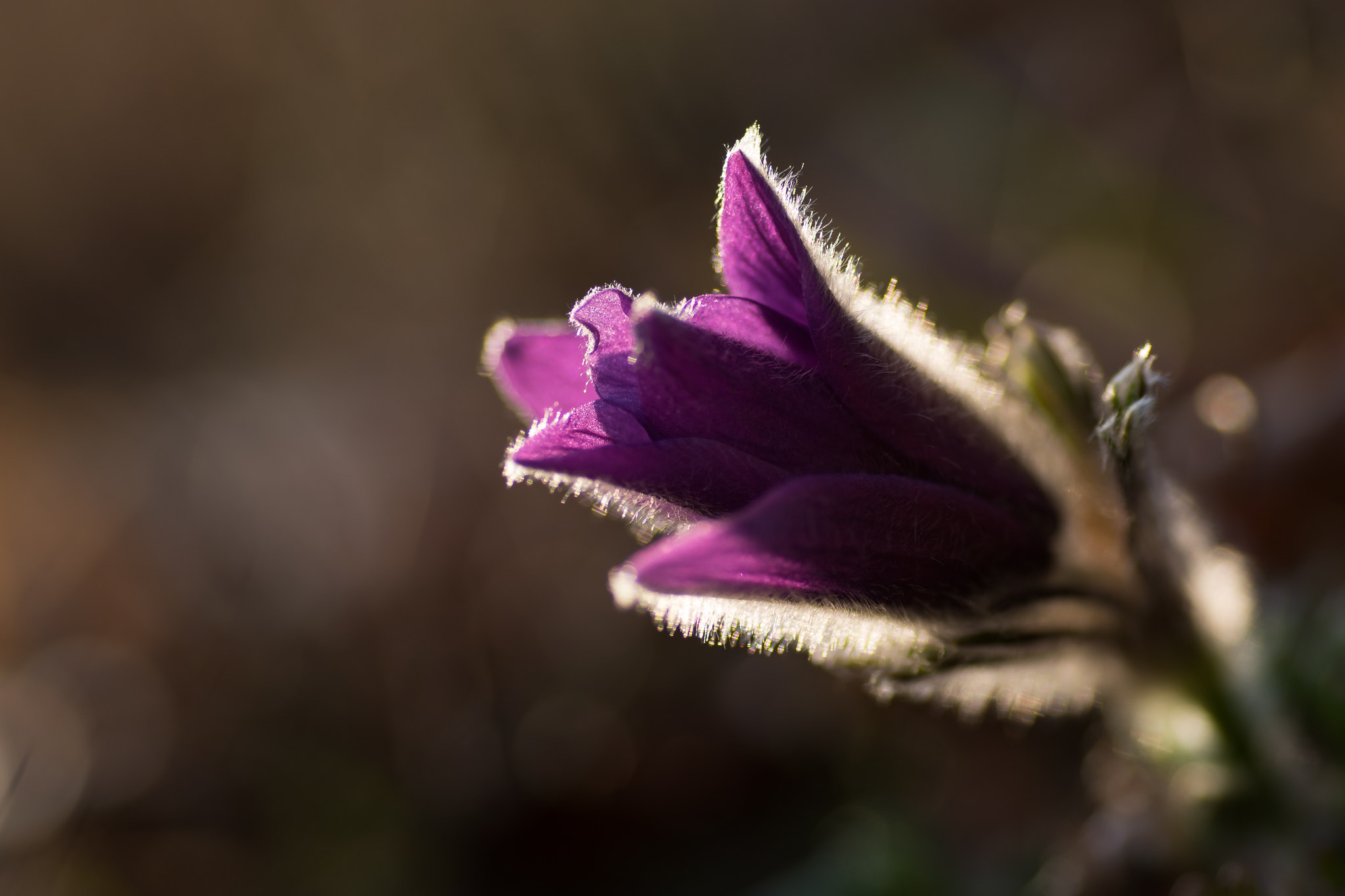 Nikon D5500 sample photo. Küchenschelle photography