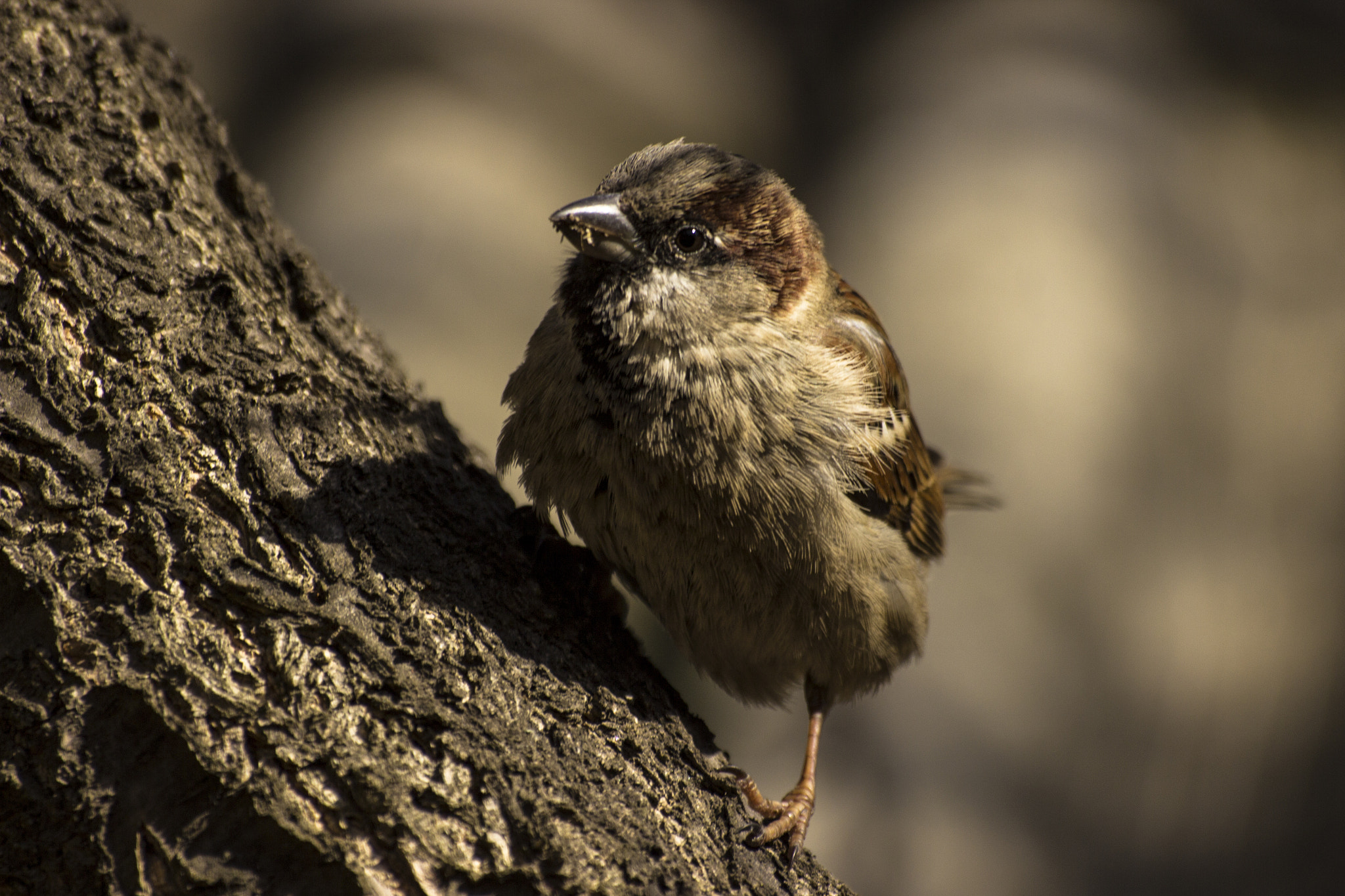 Canon EOS 600D (Rebel EOS T3i / EOS Kiss X5) sample photo. Sparrow at the sunny day photography