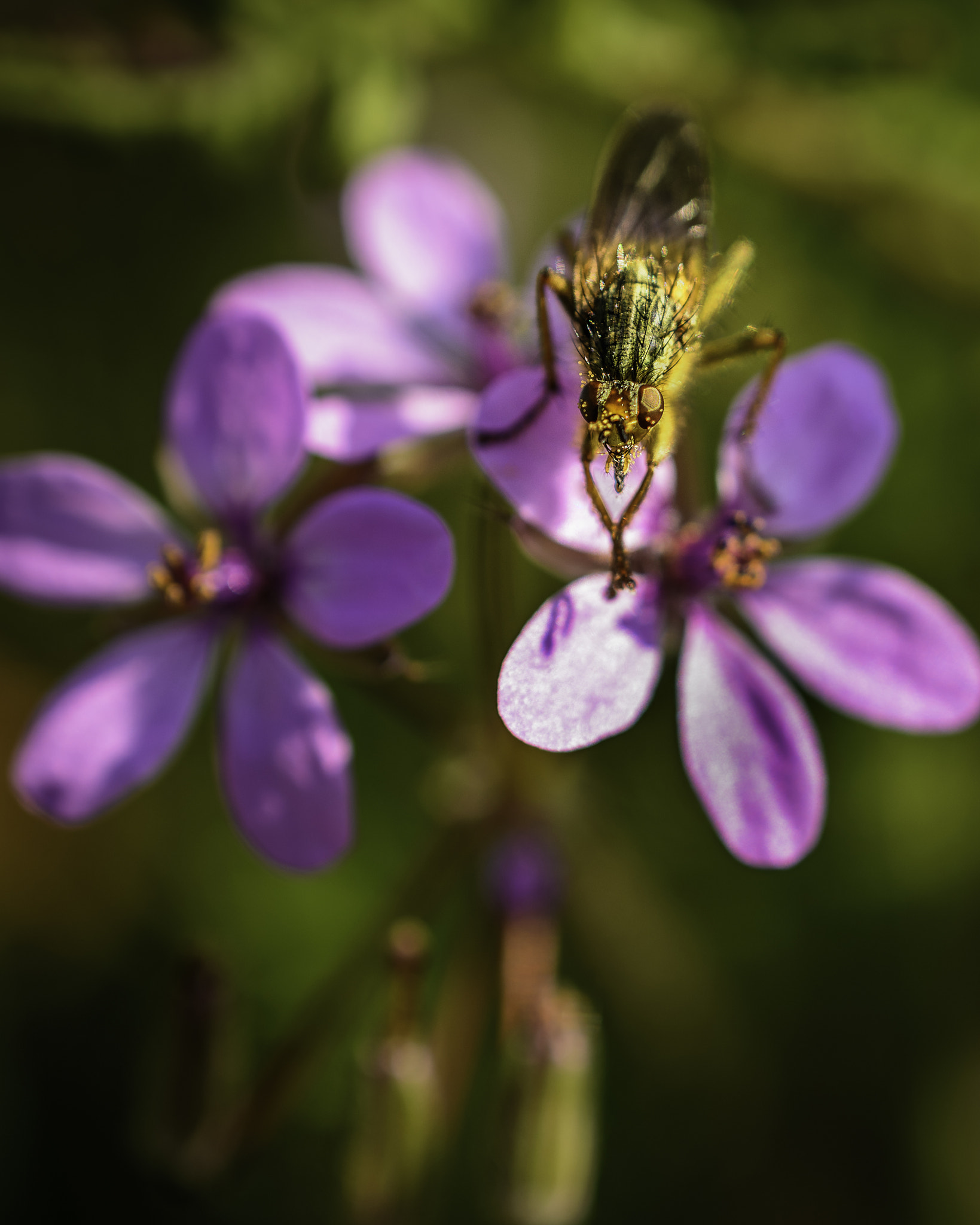 Nikon AF-S DX Micro Nikkor 40mm F2.8 sample photo. Bug on a flower photography