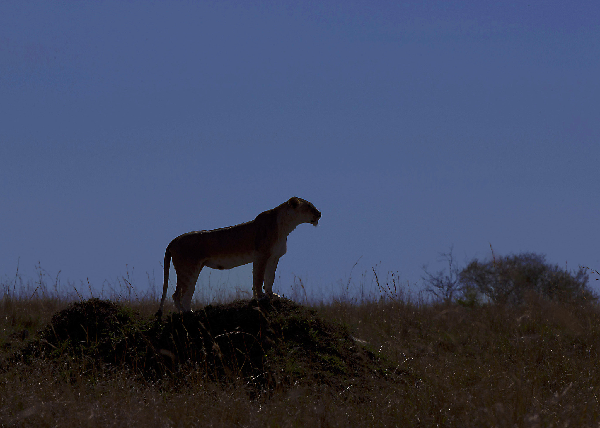 Canon EOS-1D X sample photo. Lioness and sunset photography