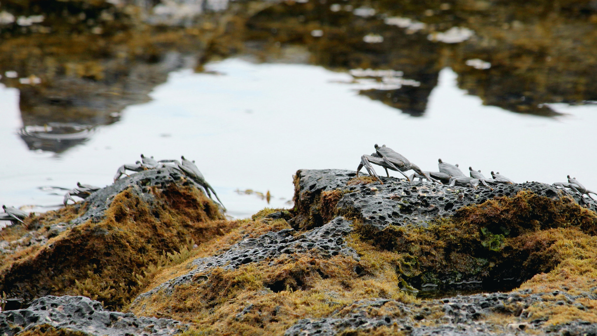 Canon EF-S 55-250mm F4-5.6 IS STM sample photo. Keeping a lookout photography