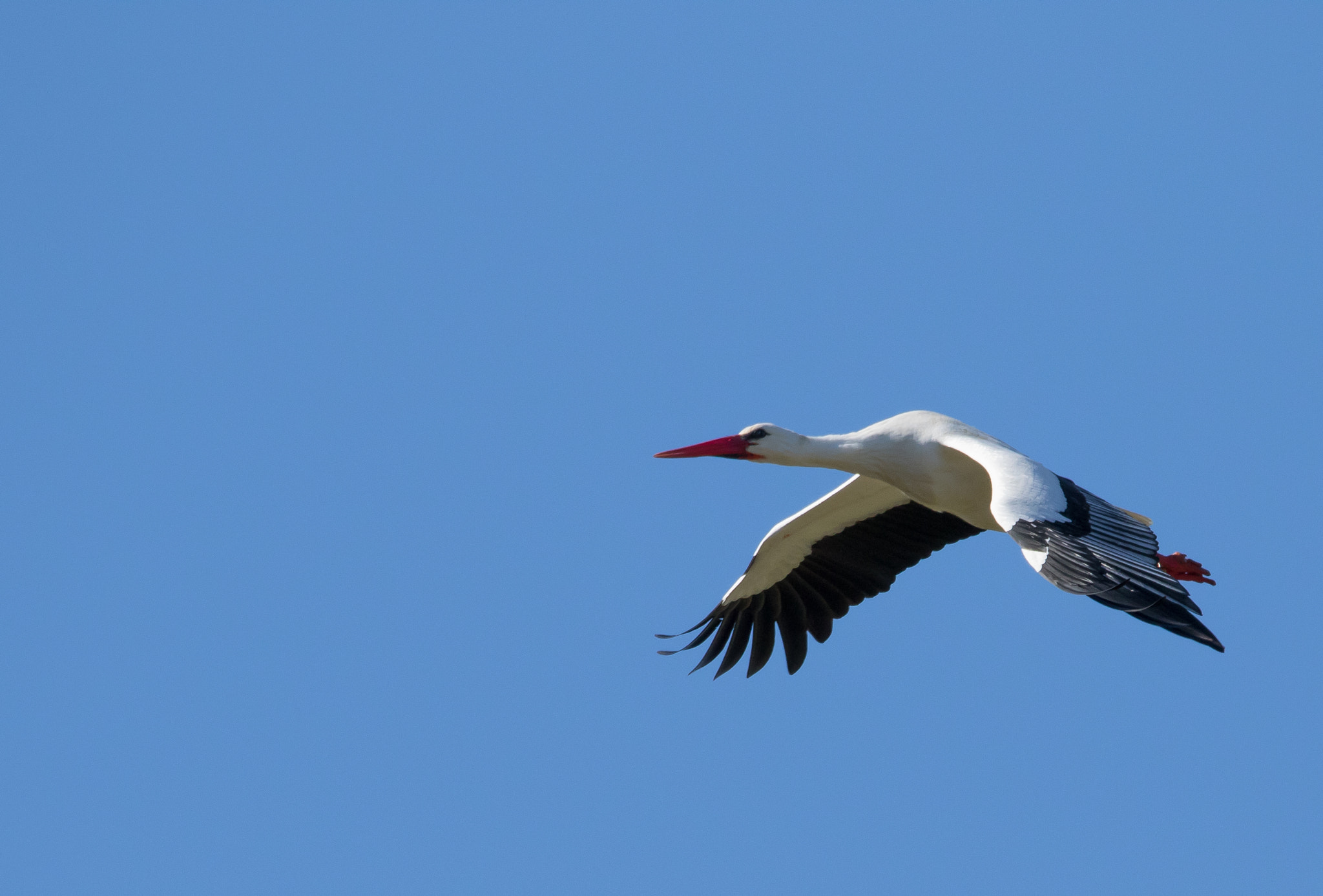 Canon EOS 7D Mark II sample photo. Stork in action photography