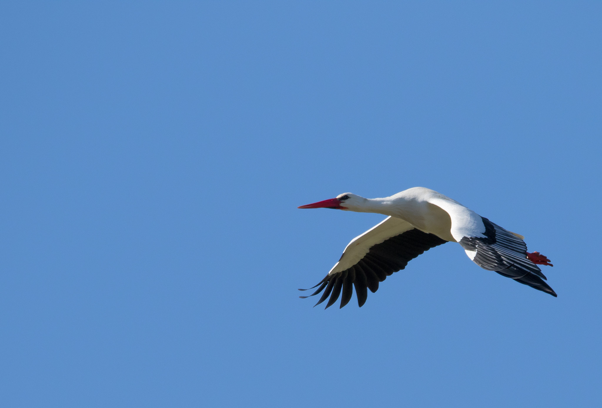 150-600mm F5-6.3 DG OS HSM | Contemporary 015 sample photo. Stork in action photography