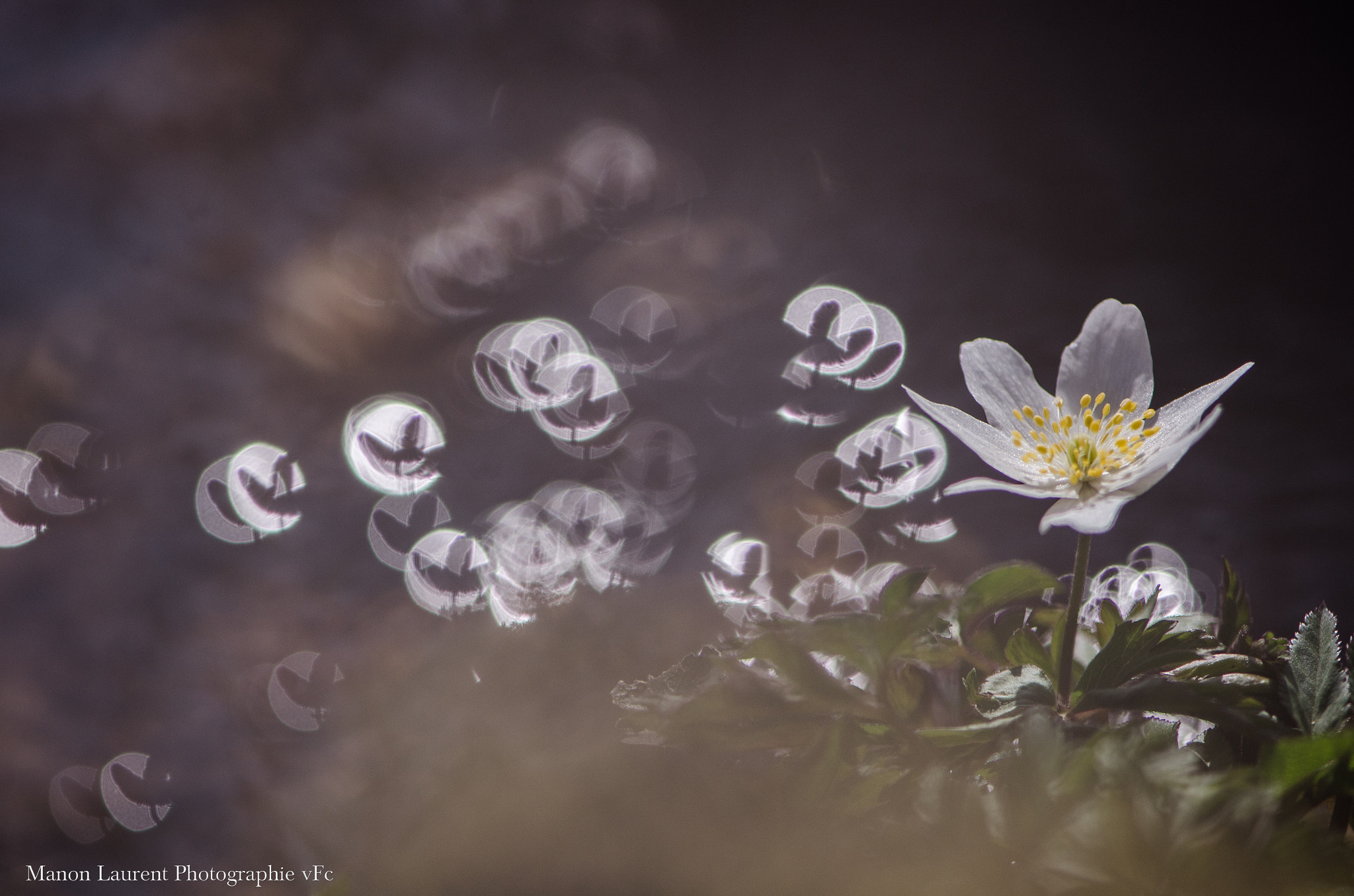 Nikon AF-S Micro-Nikkor 105mm F2.8G IF-ED VR sample photo. Anémone sylvie photography