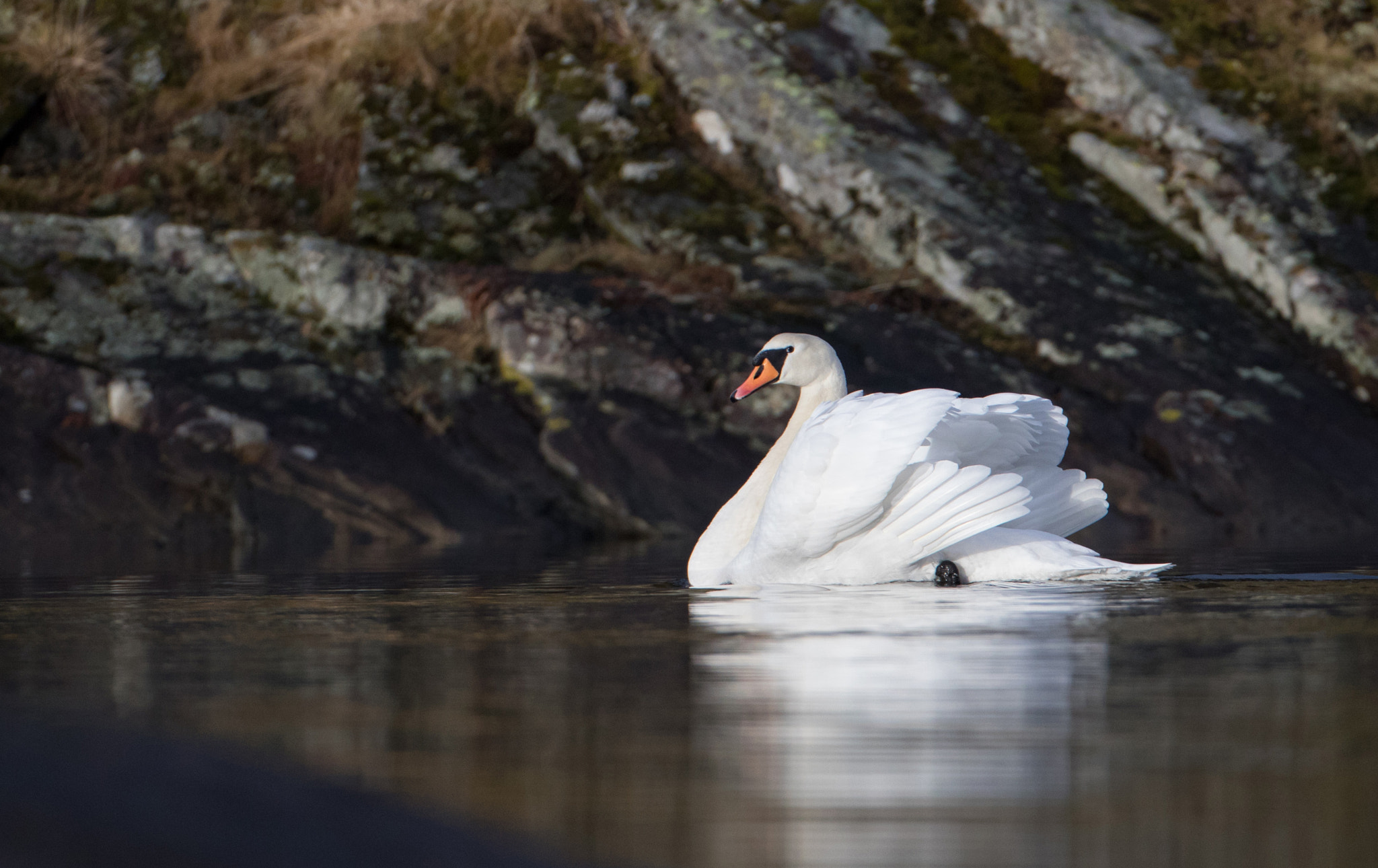 Canon EF 500mm F4L IS USM sample photo. Swan photography