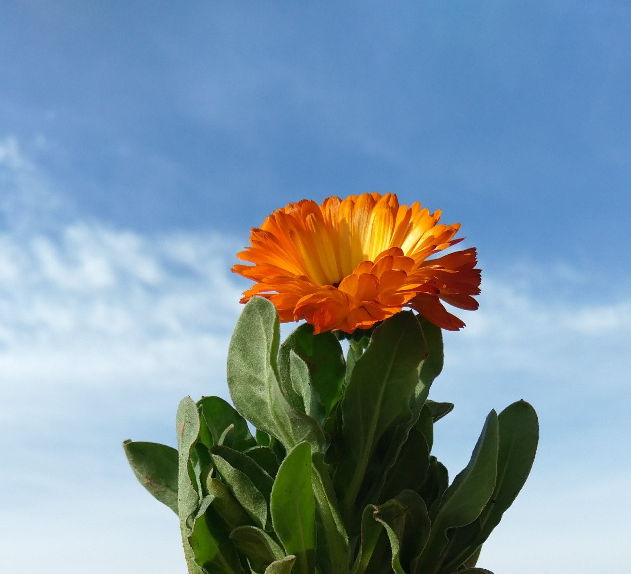 HTC M10 sample photo. Flower photography