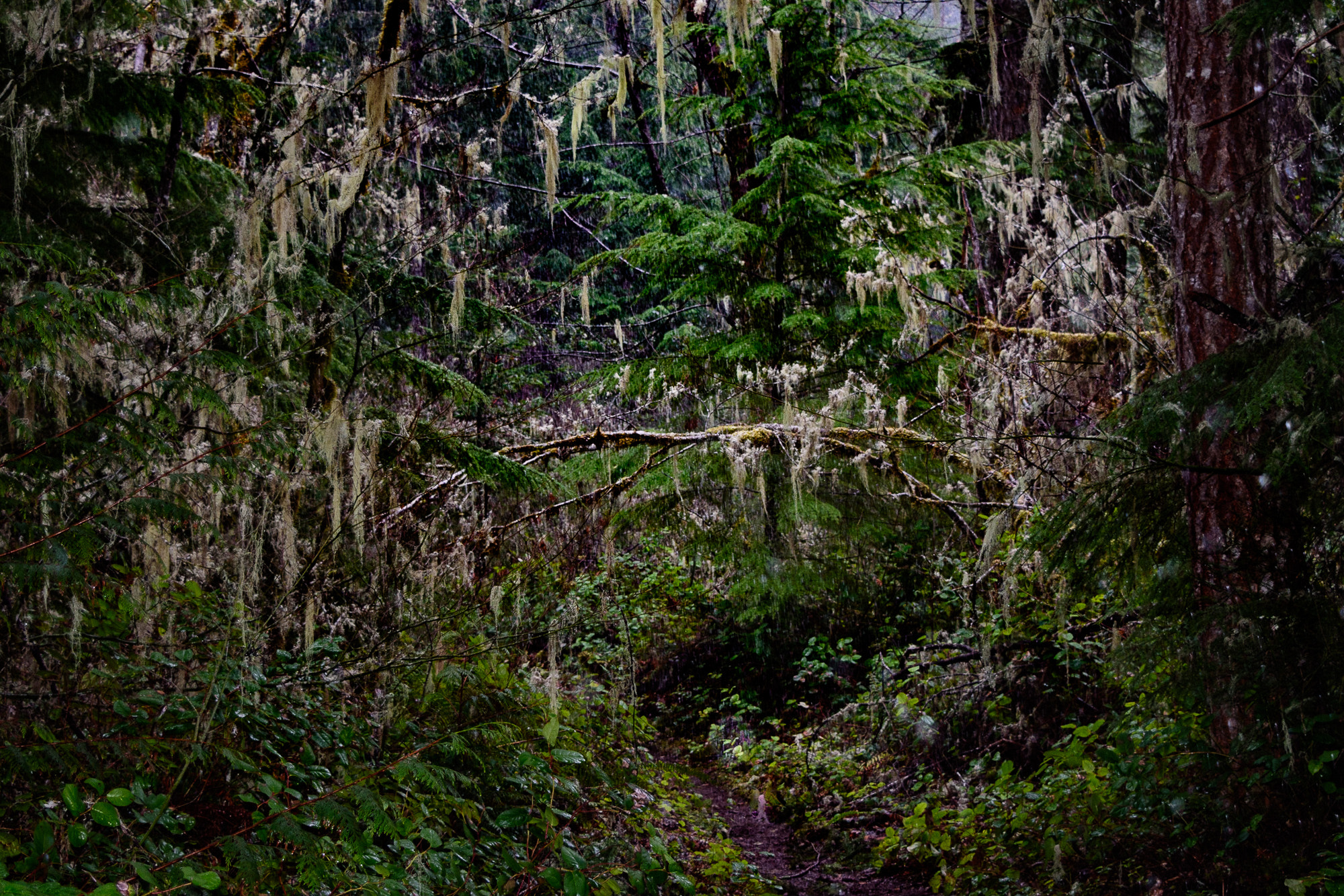 Nikon D7200 sample photo. Oregon rainforest photography