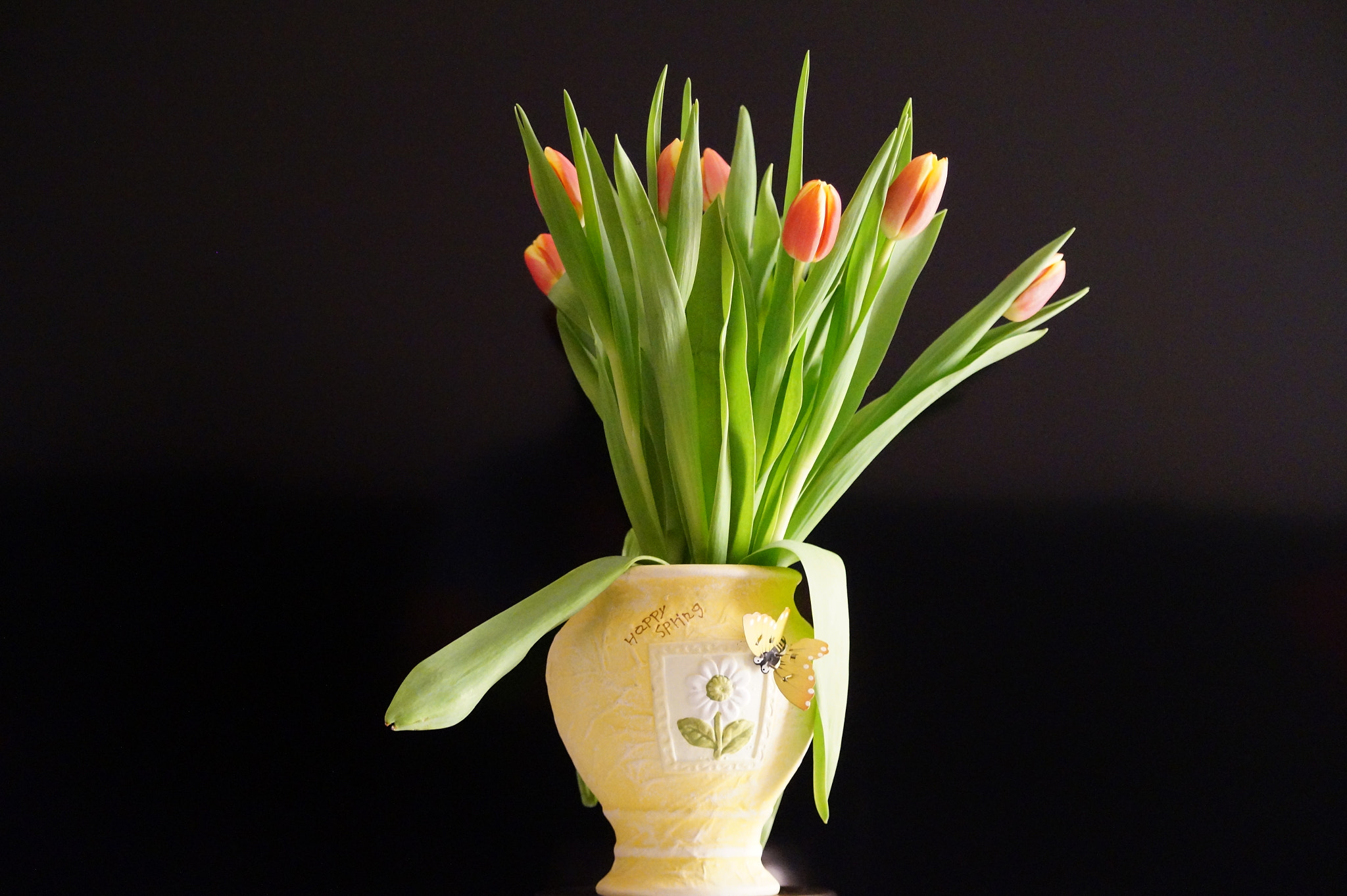 Sony DT 55-300mm F4.5-5.6 SAM sample photo. Tulips - lale photography