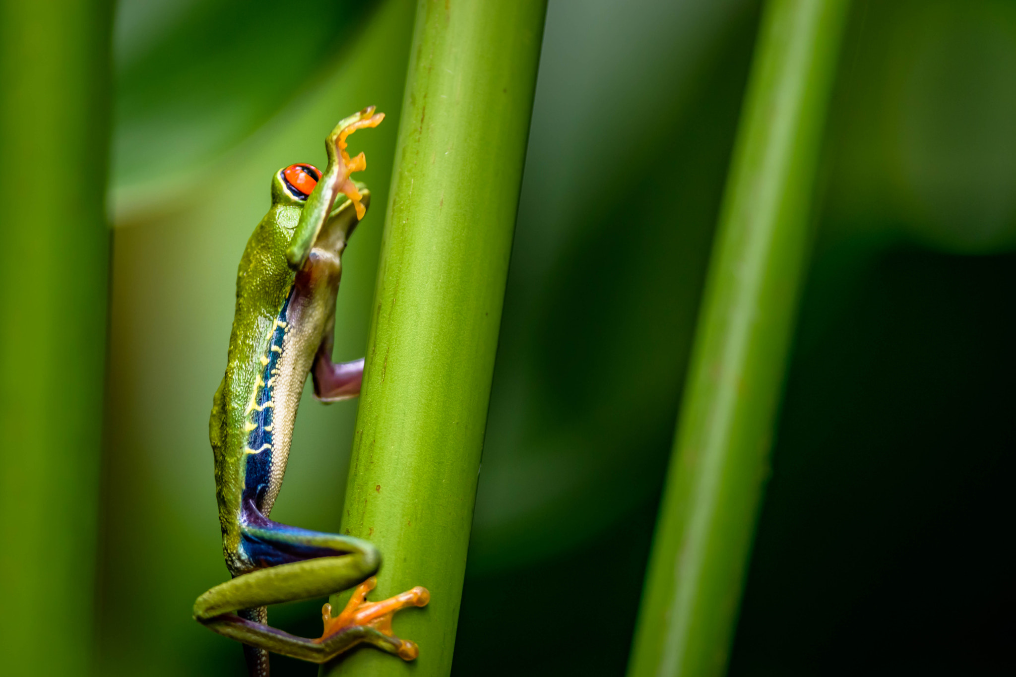 Nikon D5300 sample photo. Animals of costa rica photography