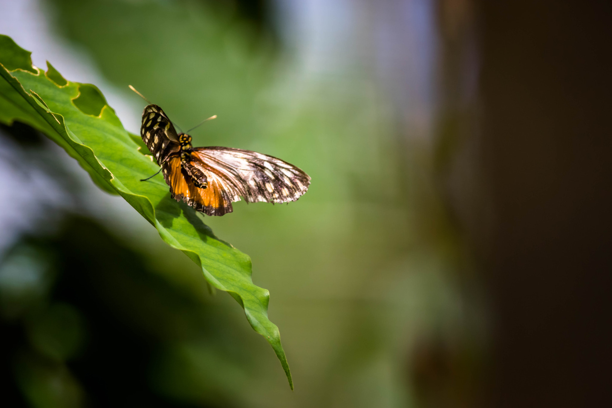 Nikon D5300 sample photo. Animals of costa rica photography