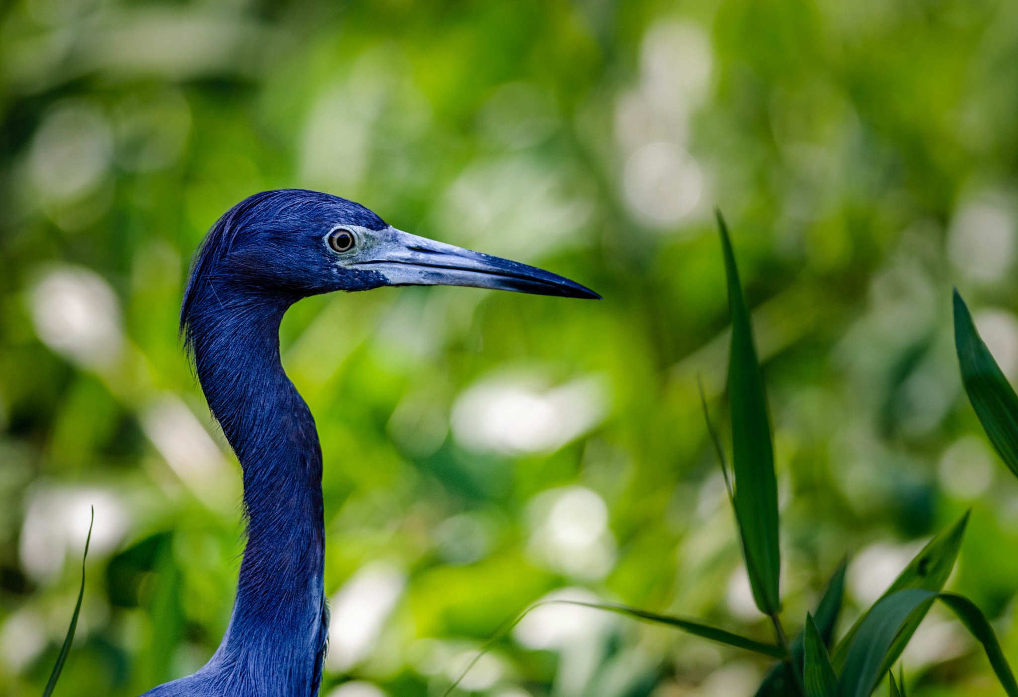 Nikon D5300 + Nikon AF-S Nikkor 300mm F4D ED-IF sample photo. Animals of costa rica photography