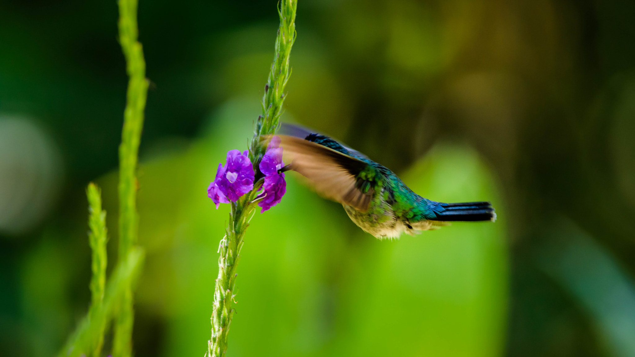 Nikon D5300 sample photo. Animals of costa rica photography