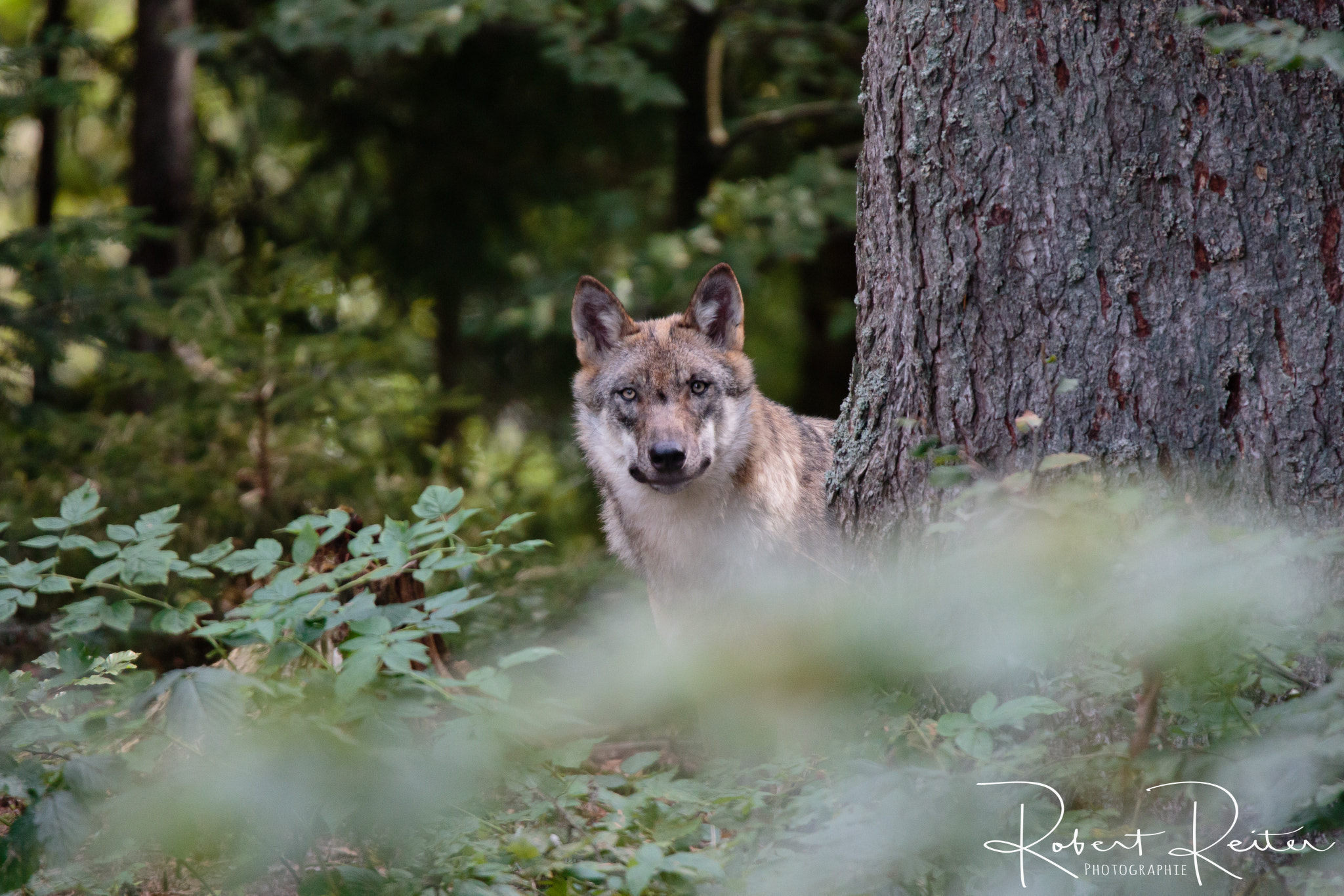 150-600mm F5-6.3 DG OS HSM | Sports 014 sample photo. Wolf photography