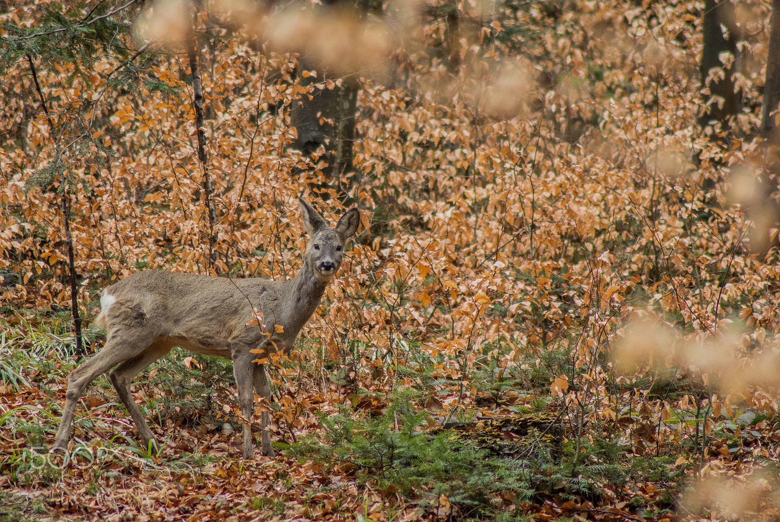 Nikon D5200 sample photo. Deer in the headlights photography