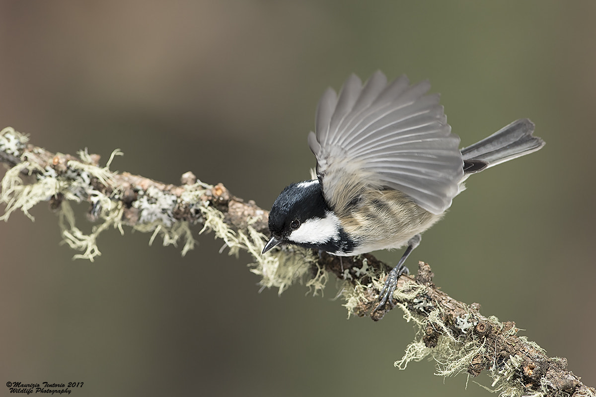 Nikon AF-S Nikkor 300mm F2.8G ED VR II sample photo. Cincia mora periparus ater photography