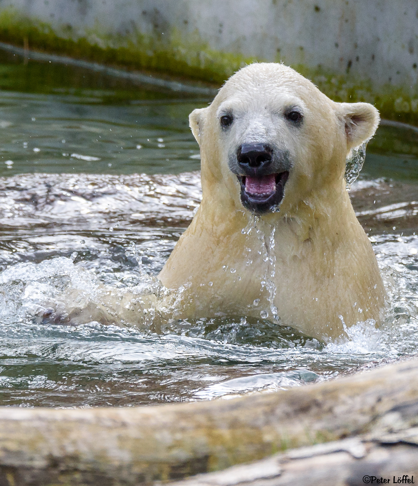Sigma 150-600mm F5-6.3 DG OS HSM | S sample photo. Polar bear cub photography