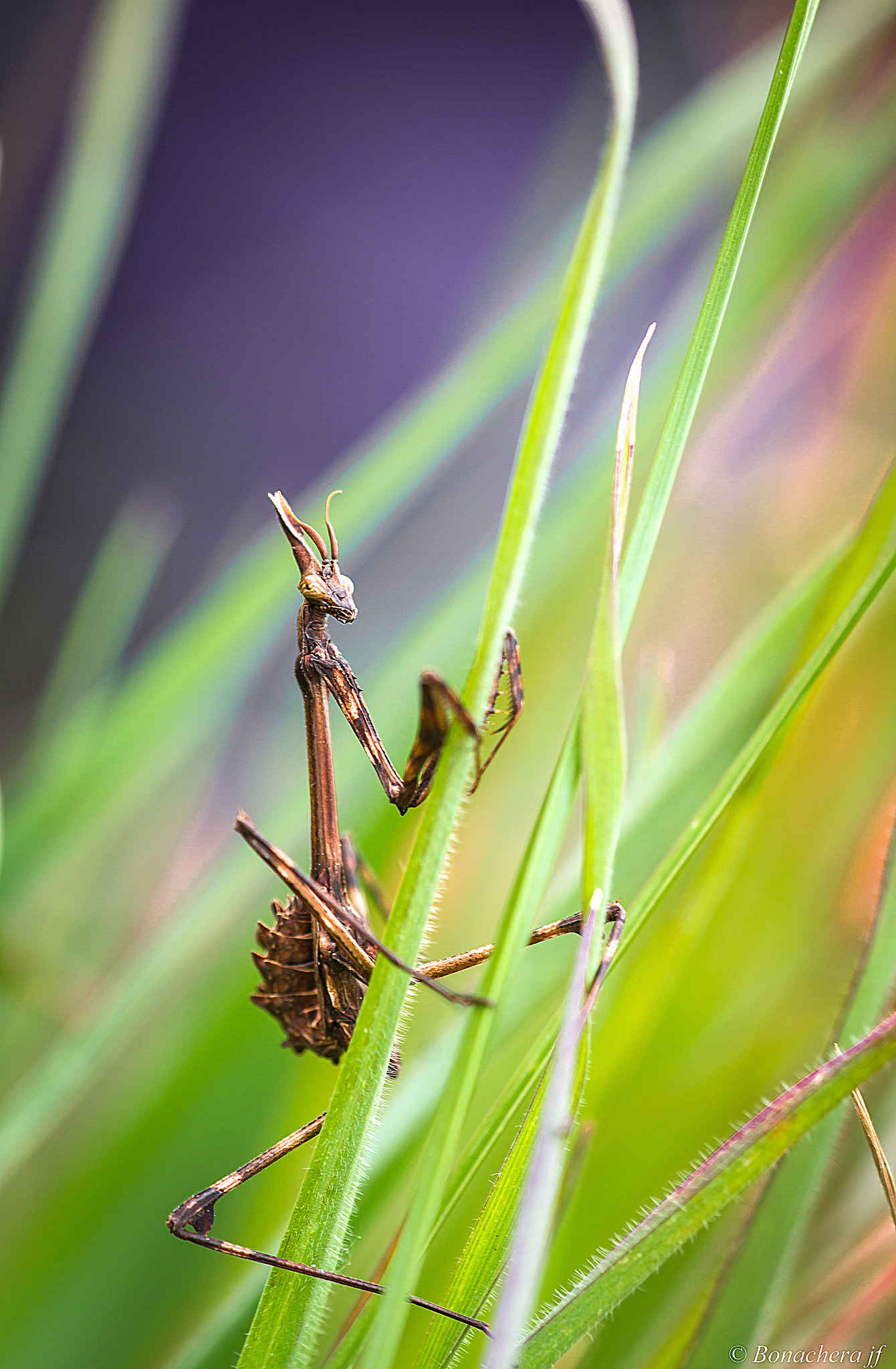 Sigma 150mm f/2.8 EX DG OS HSM APO Macro sample photo. Le diablotin photography