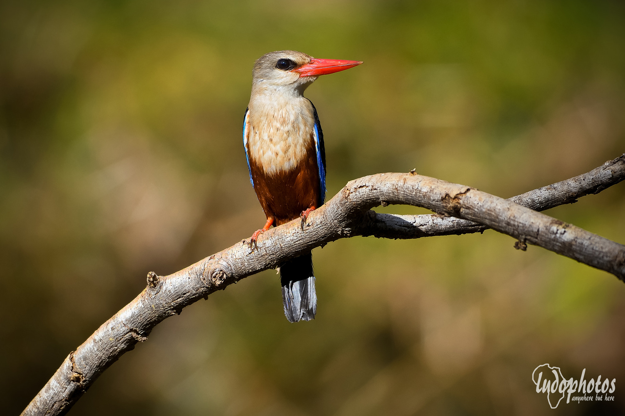 IX-Nikkor 60-180mm f/4-5.6 sample photo. Grey-headed kingfisher photography