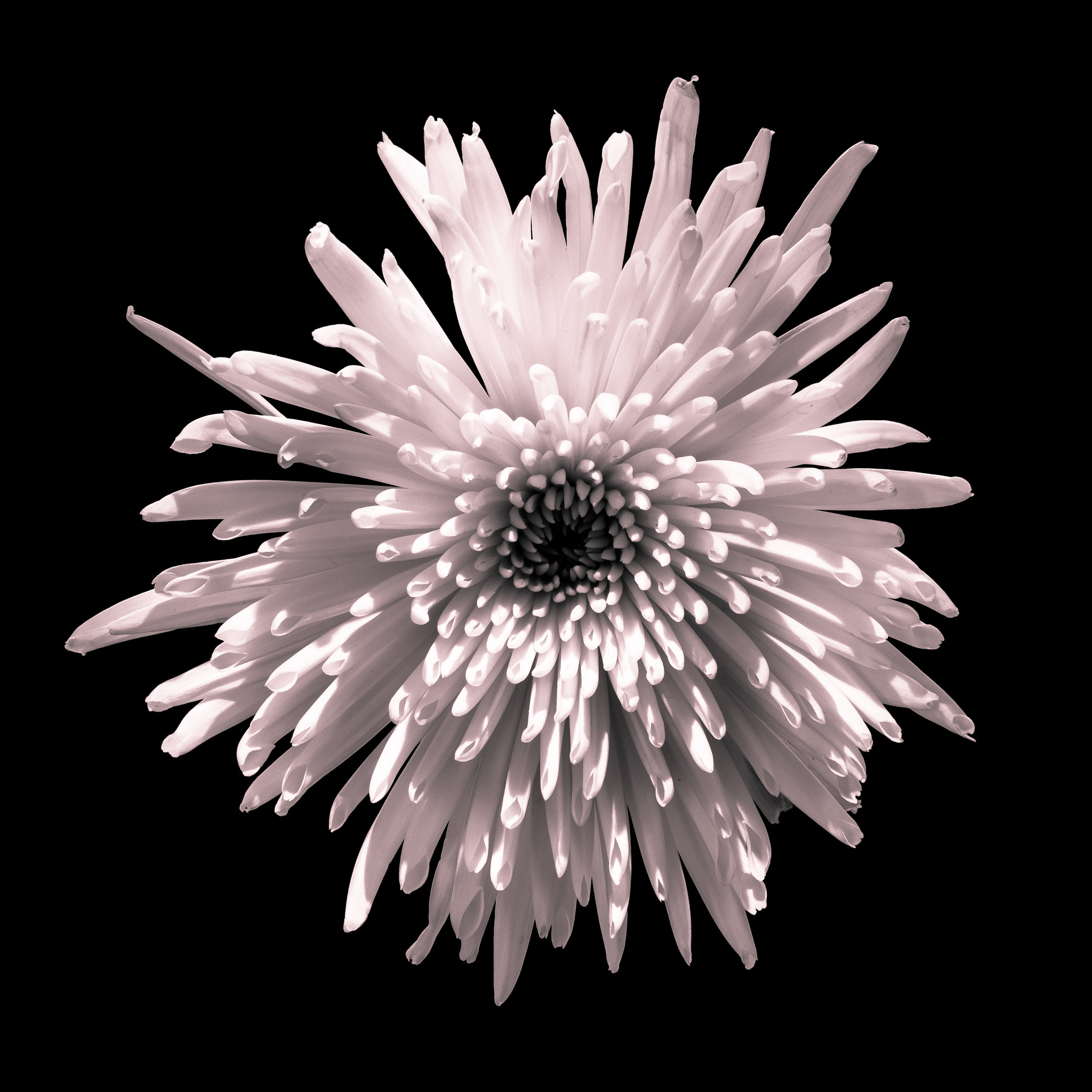 Canon EOS 80D sample photo. Chrysanthemum photography