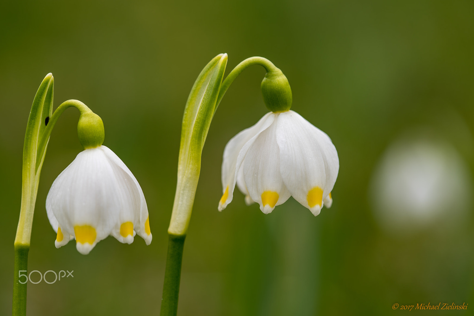 Nikon D810 + Nikon AF Micro-Nikkor 200mm F4D ED-IF sample photo. Märzenbecher photography