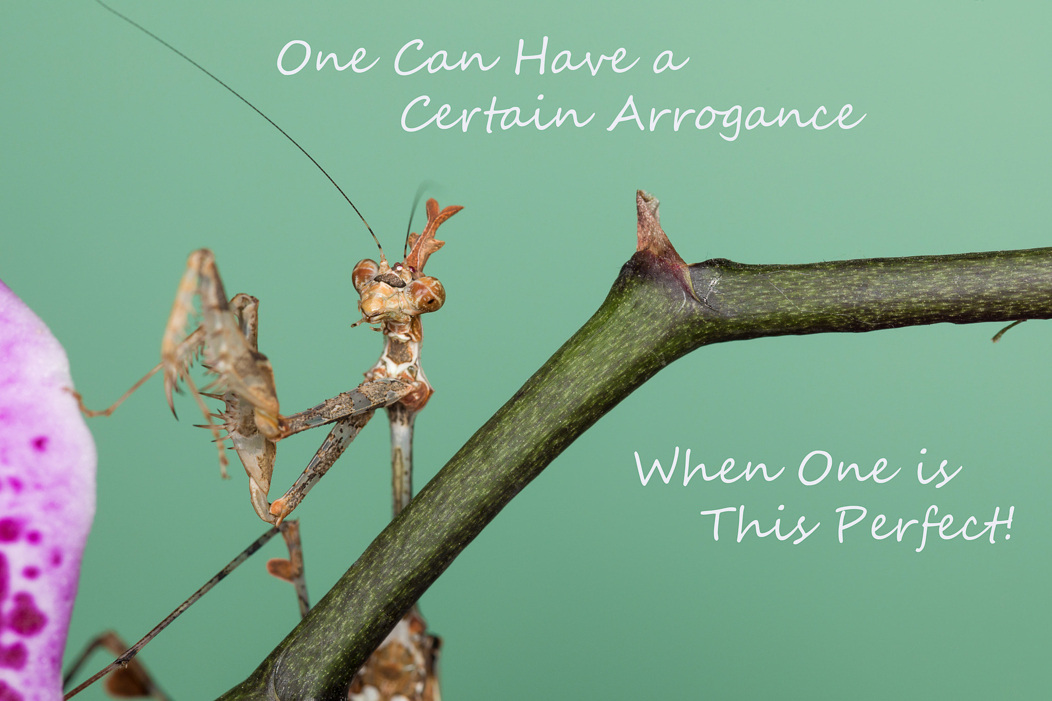 Canon EF 100mm F2.8 Macro USM sample photo. Arrogance photography