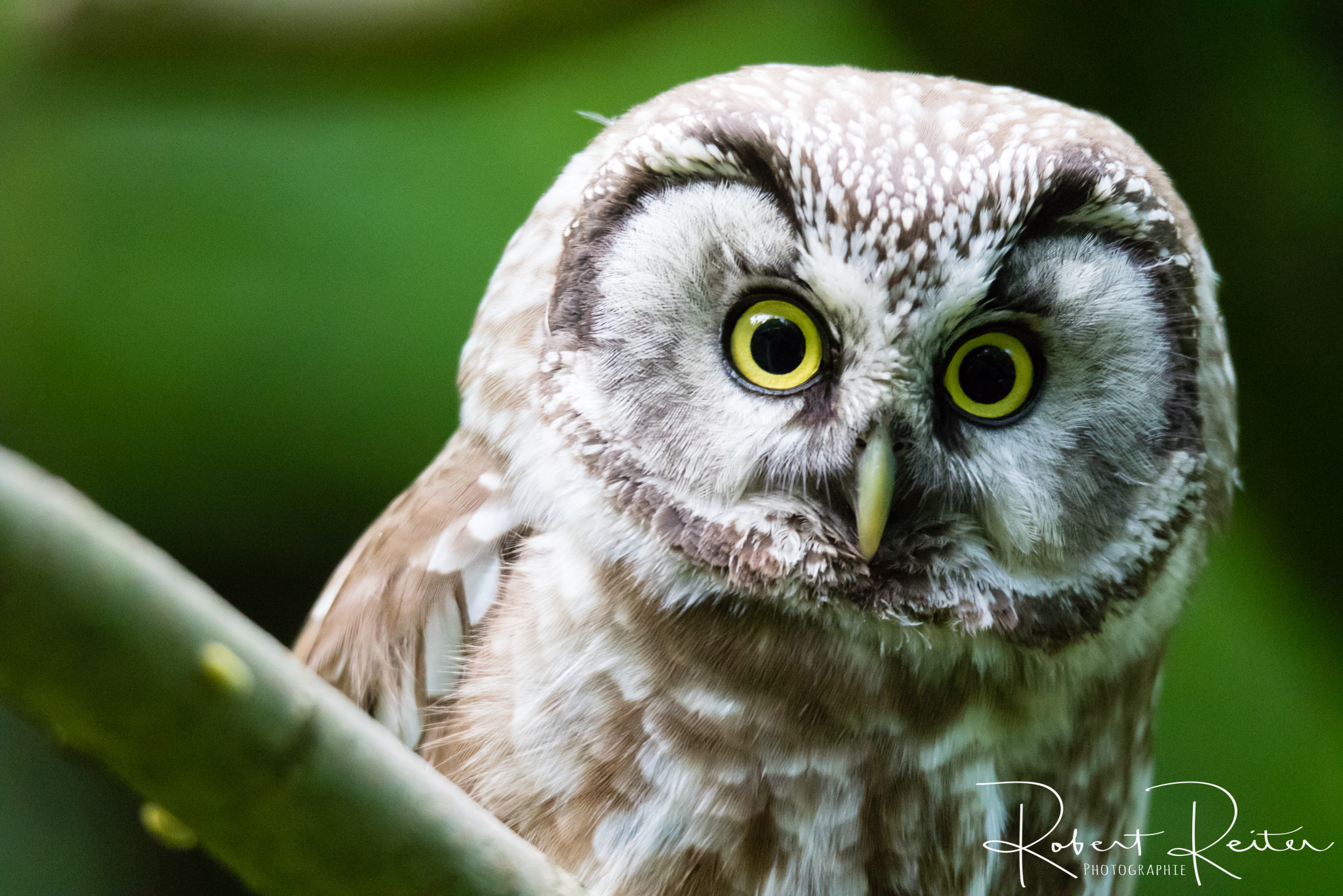 150-600mm F5-6.3 DG OS HSM | Sports 014 sample photo. Boreal owl photography