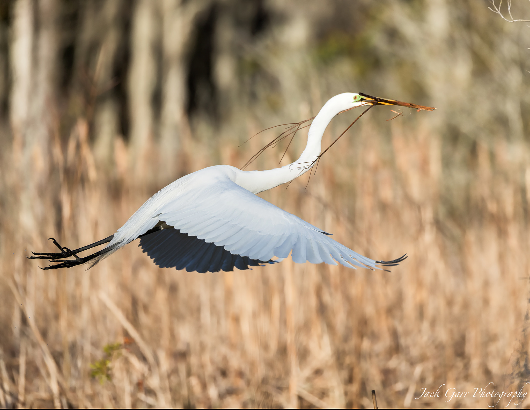 Canon EOS-1D X Mark II sample photo. Great white egret taking stick to nest photography