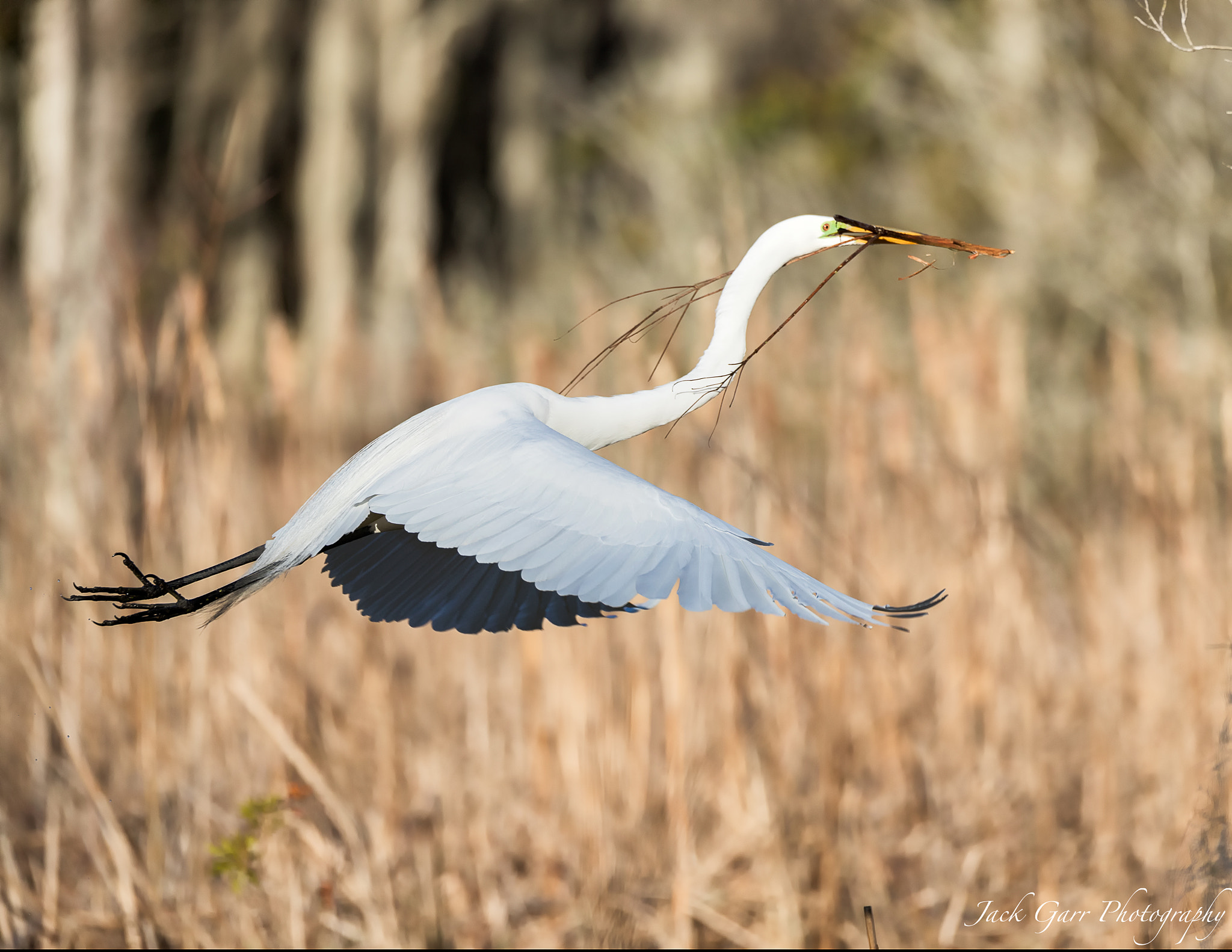 150-600mm F5-6.3 DG OS HSM | Sports 014 sample photo. Great white egret taking stick to nest photography