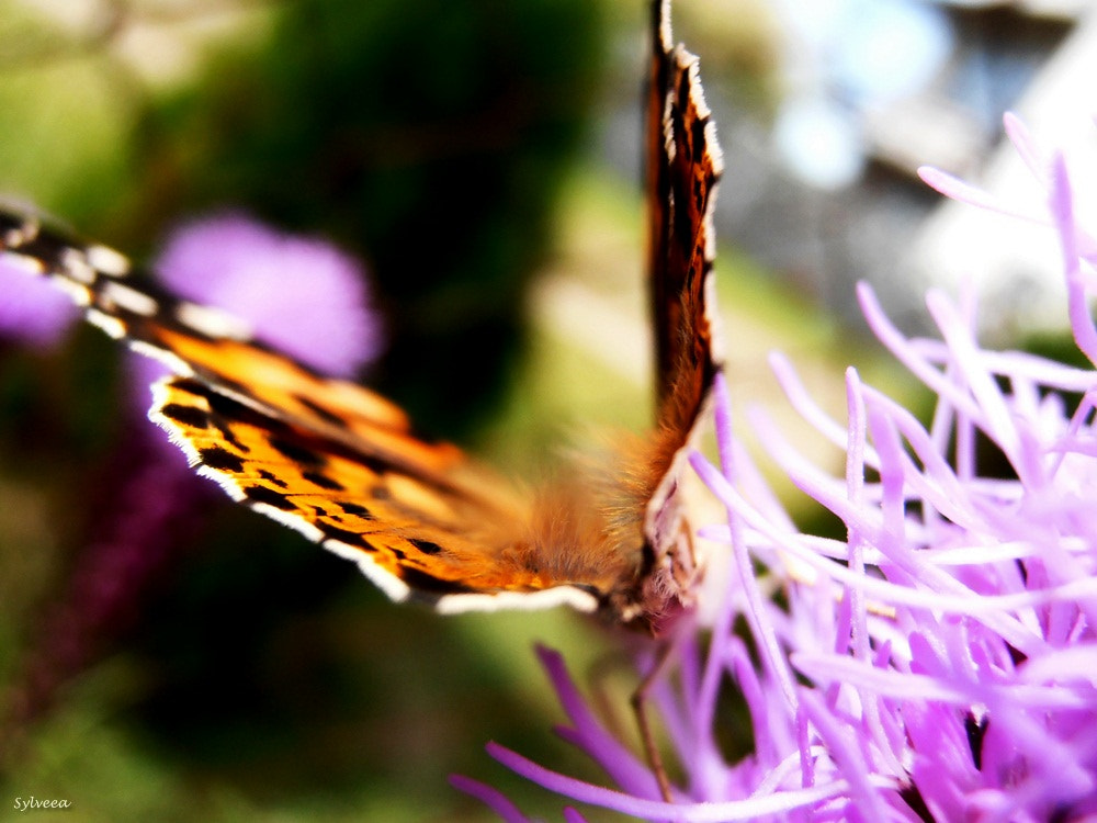 Olympus VR310,D720 sample photo. I wanna fly... photography