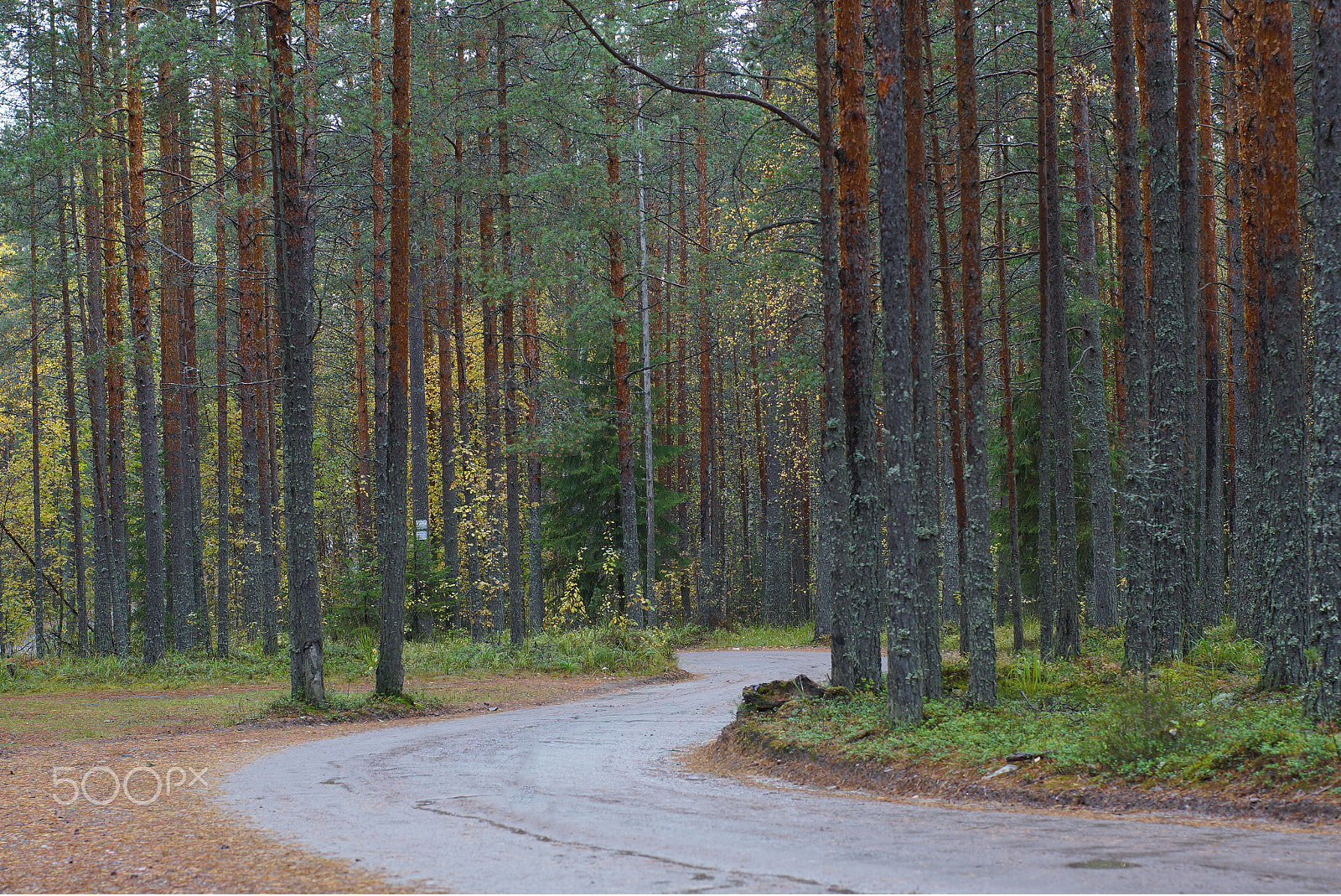 Sony SLT-A65 (SLT-A65V) + Minolta AF 50mm F1.4 [New] sample photo. A winding dirt road in a pine forest in the autumn after a rain photography