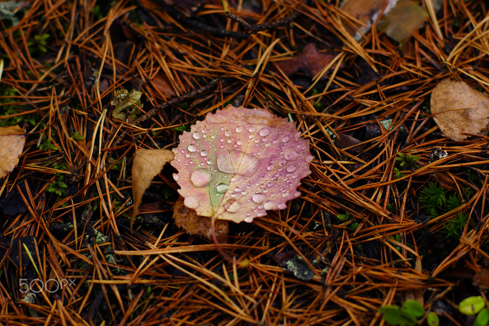 Sony SLT-A65 (SLT-A65V) sample photo. A red aspen leaf covered with raindrops lies on pine needles, autumn in the forest photography