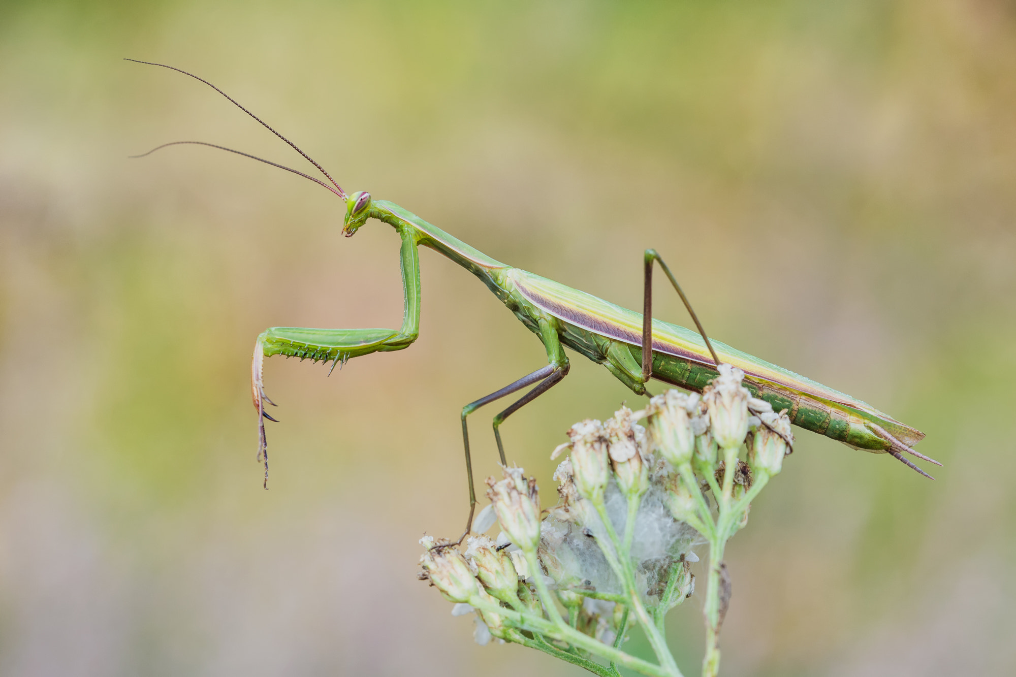 Sigma 105mm F2.8 EX DG OS HSM sample photo. Praying mantis photography