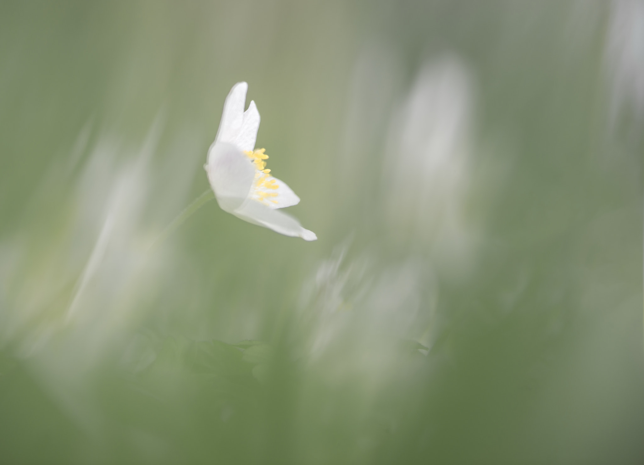 Nikon AF-S Micro-Nikkor 105mm F2.8G IF-ED VR sample photo. Woodanemone photography