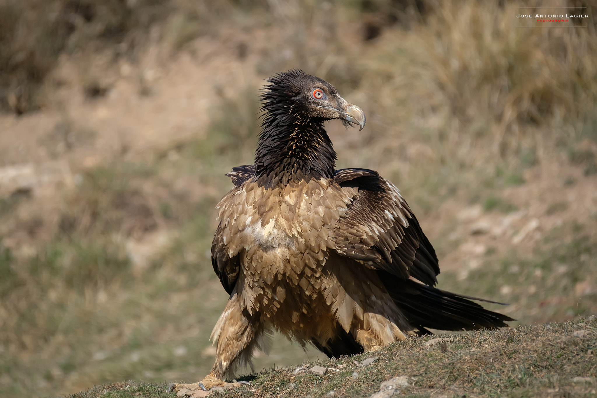 Fujifilm XF 100-400mm F4.5-5.6 R LM OIS WR sample photo. Quebrantahueso joven. photography