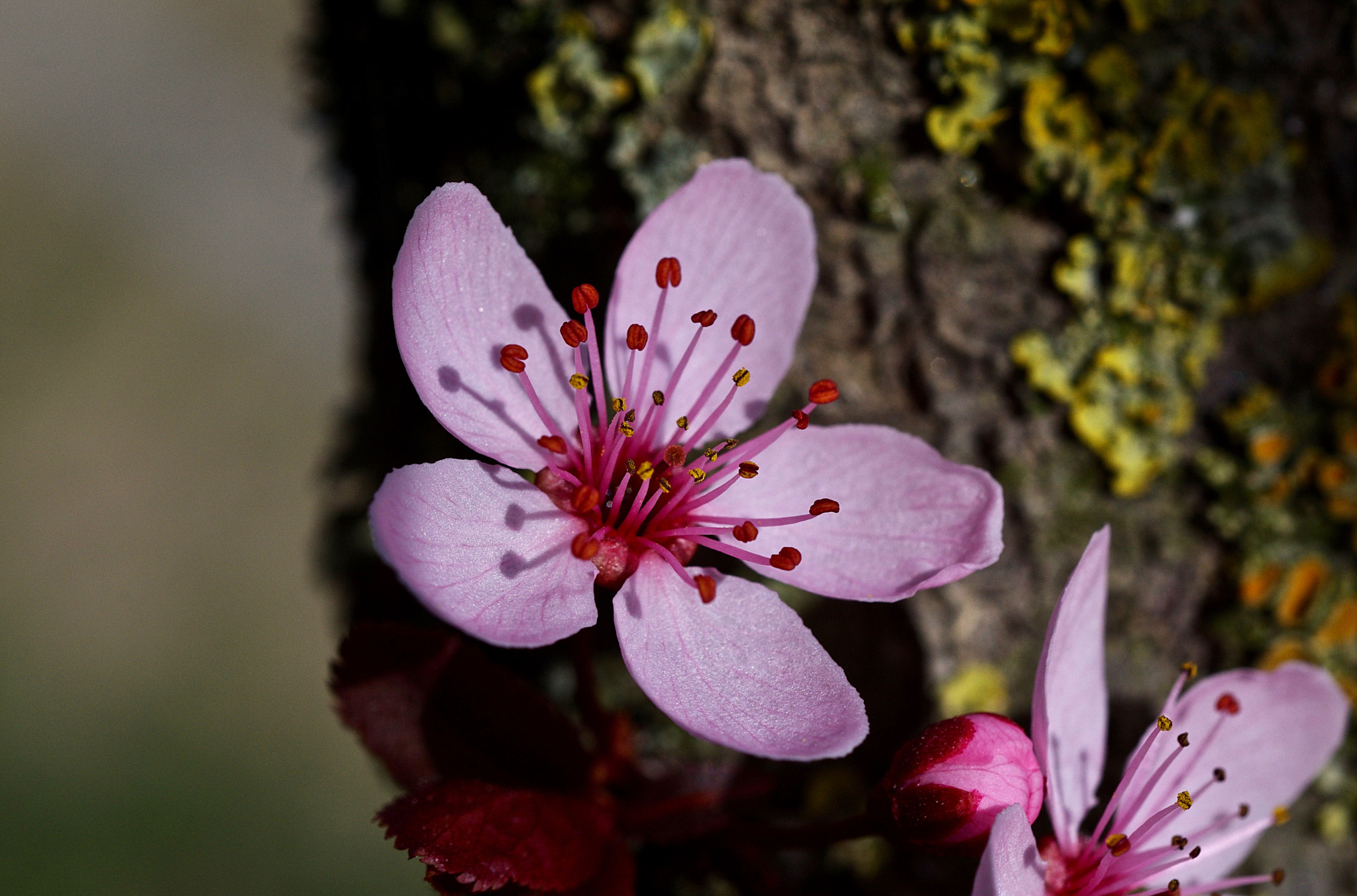 Nikon D7200 + AF Nikkor 50mm f/1.8 sample photo. Prunus photography