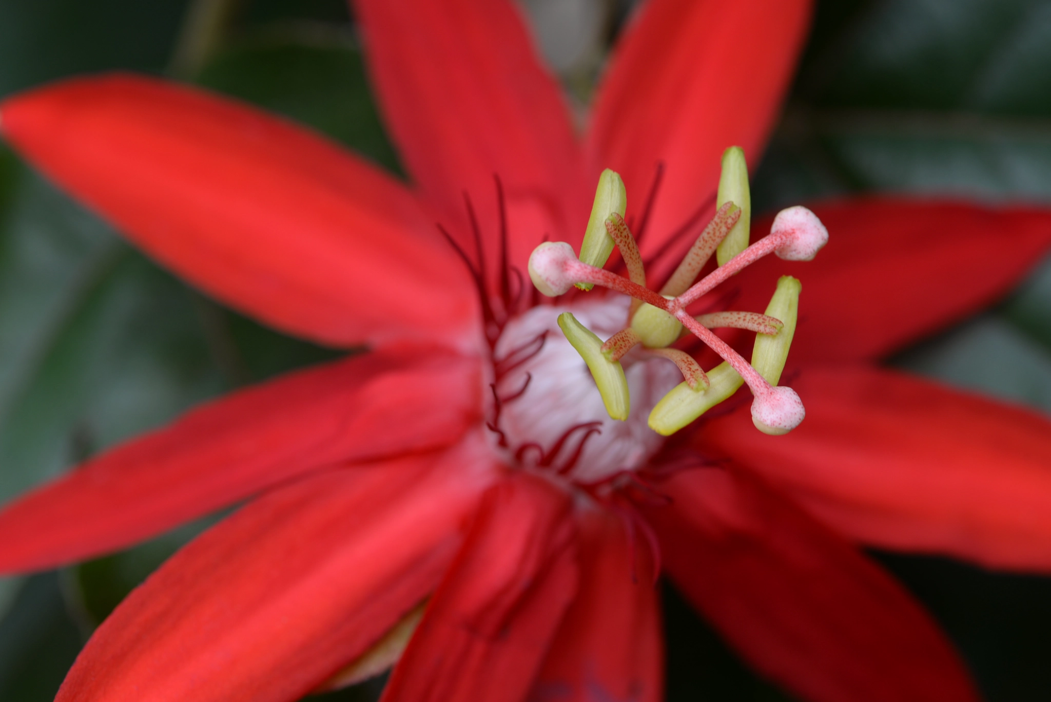 Nikon AF-S Micro-Nikkor 105mm F2.8G IF-ED VR sample photo. Red passion flower - passiflora photography