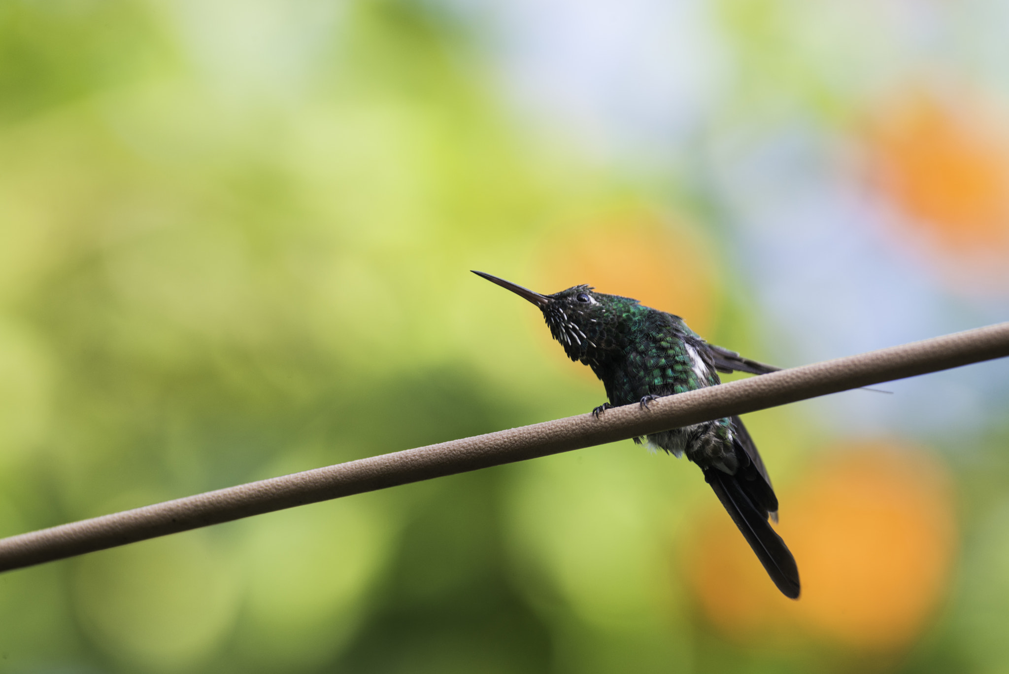 Nikon D800 sample photo. Hard to find photography