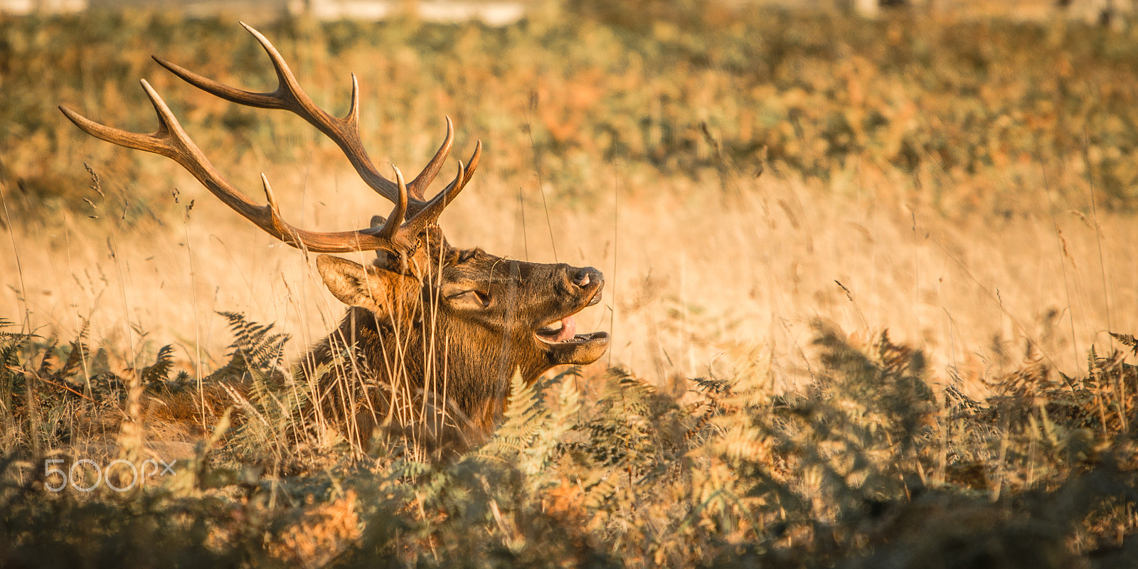 Nikon D5100 + Nikon AF-S Nikkor 70-200mm F4G ED VR sample photo. Yodelling elk photography