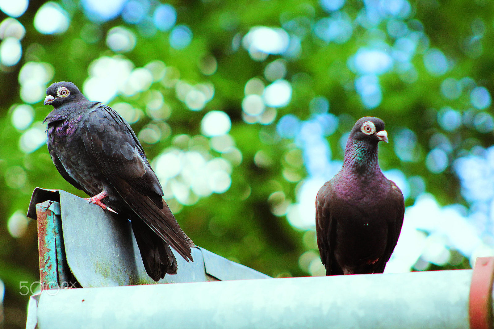 Canon EF 75-300mm f/4-5.6 USM sample photo. Pigeons photography