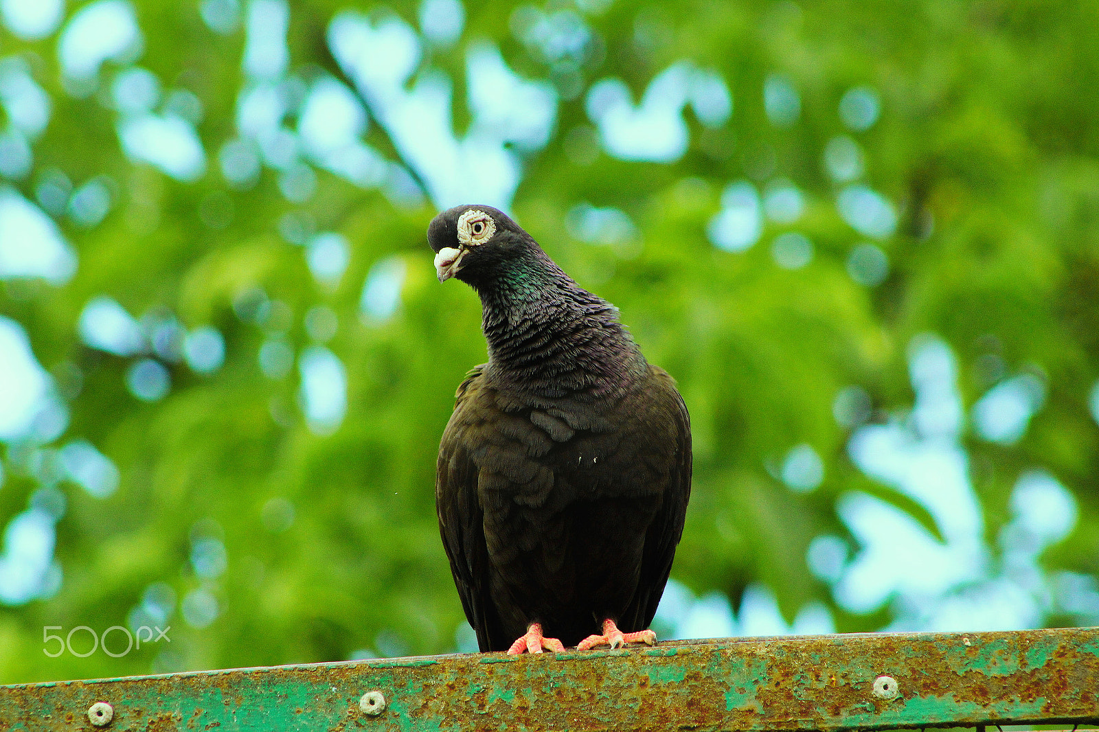 Canon EF 75-300mm f/4-5.6 USM sample photo. Pigeon again photography