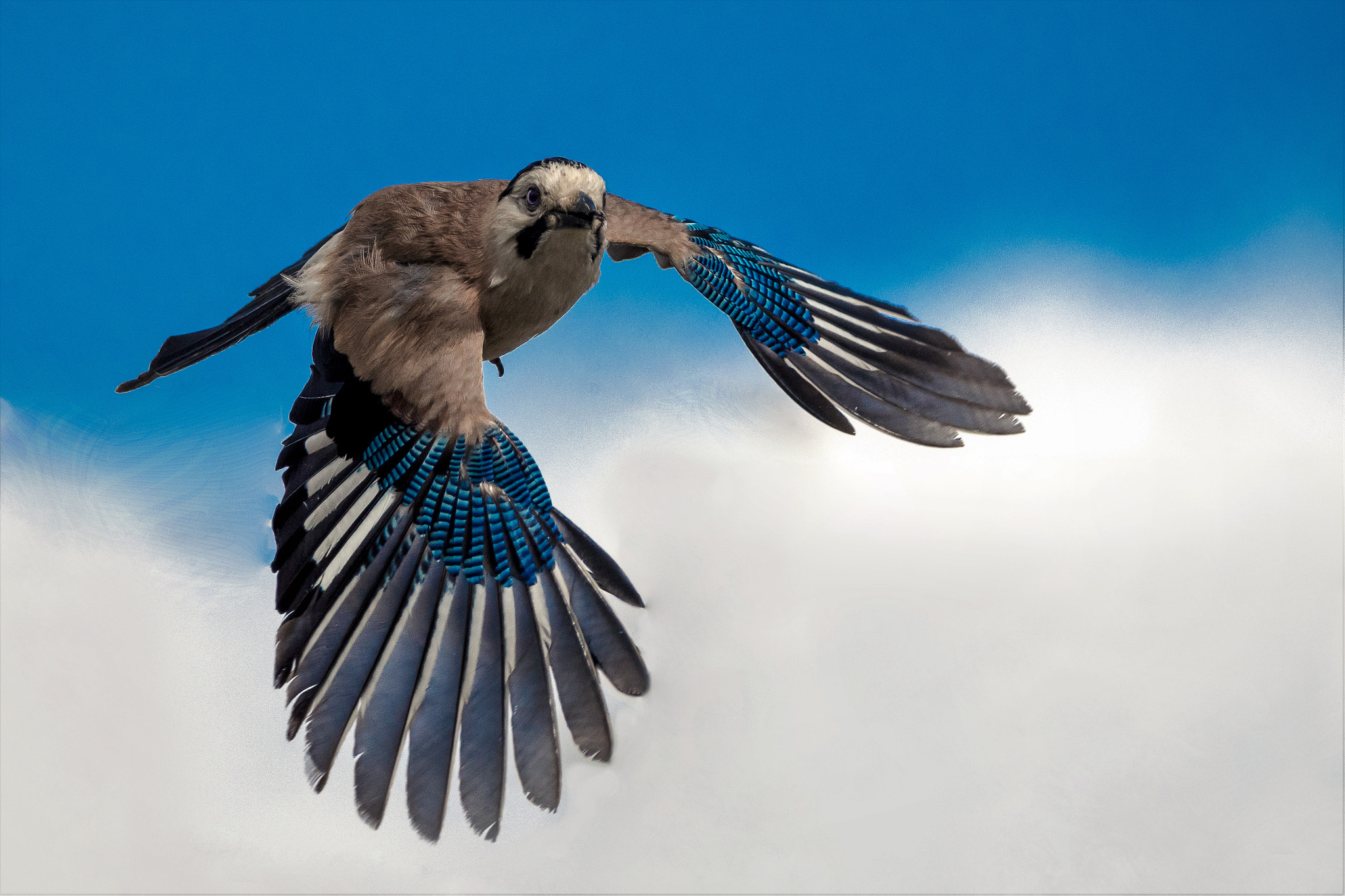 Nikon D500 + Sigma 150-600mm F5-6.3 DG OS HSM | C sample photo. Jay in flight photography