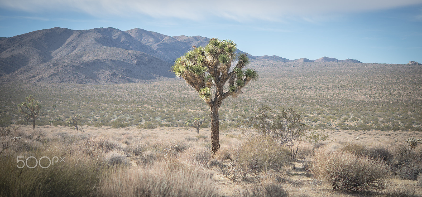 Nikon AF-S Micro-Nikkor 60mm F2.8G ED sample photo. Lone joshua tree photography