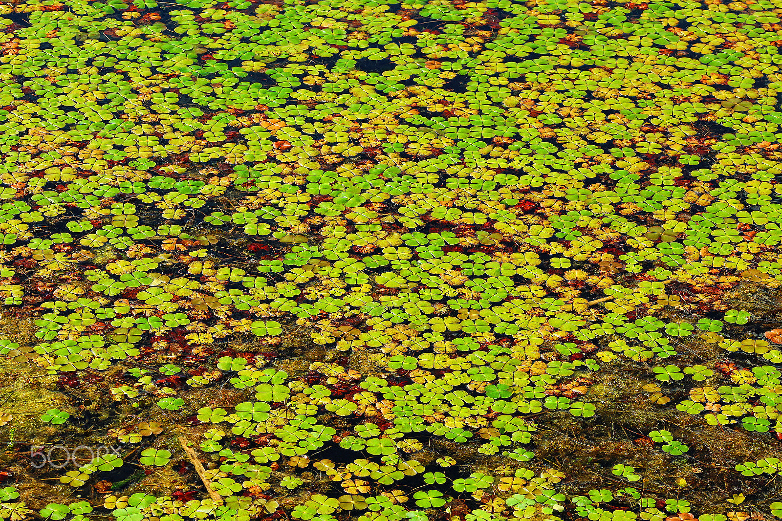 Canon EF 75-300mm f/4-5.6 USM sample photo. Zieleń photography