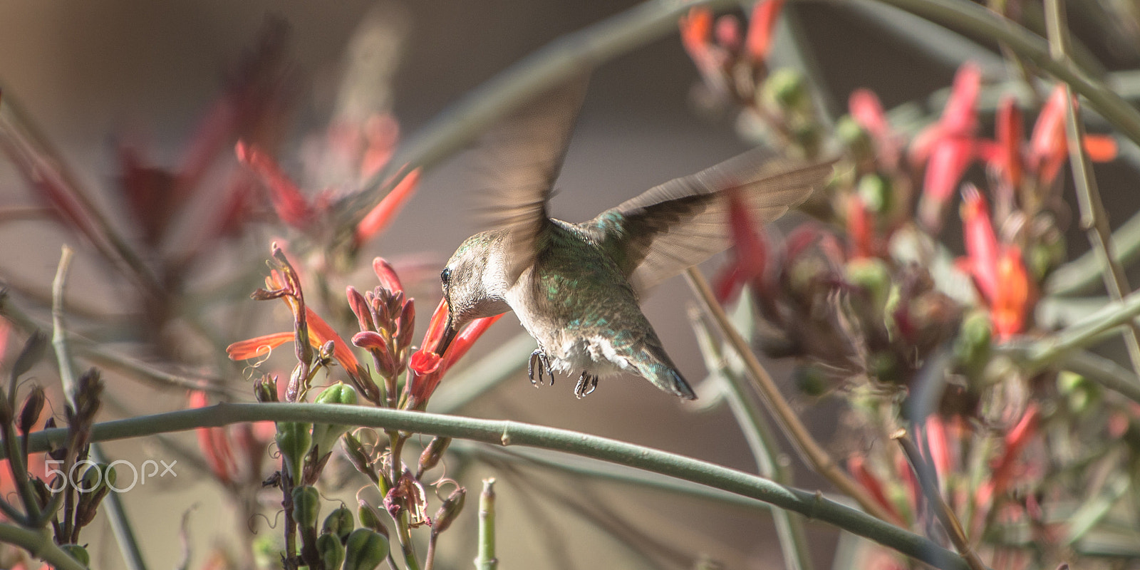 Nikon AF-S Nikkor 70-200mm F4G ED VR sample photo. Humming bird feeding photography