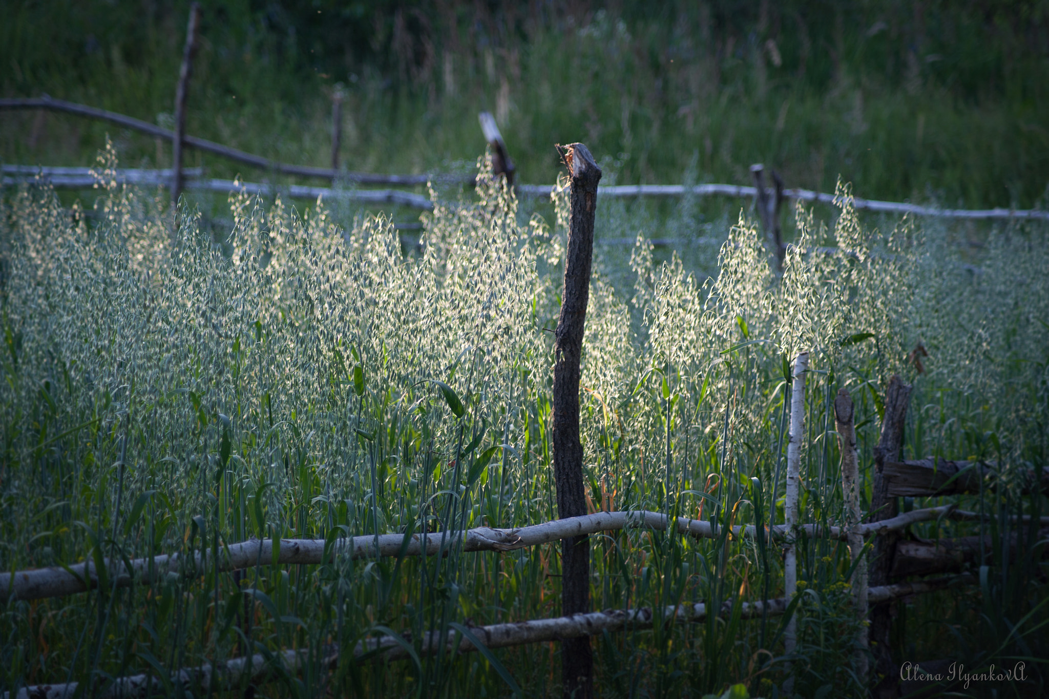 Canon EOS 5D sample photo. последние капельки солнца photography